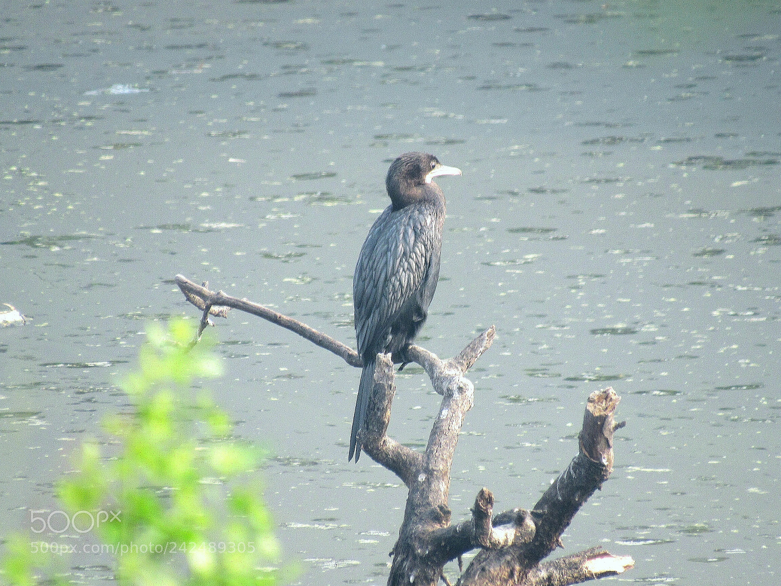 Canon PowerShot SX520 HS sample photo. Gray heron photography