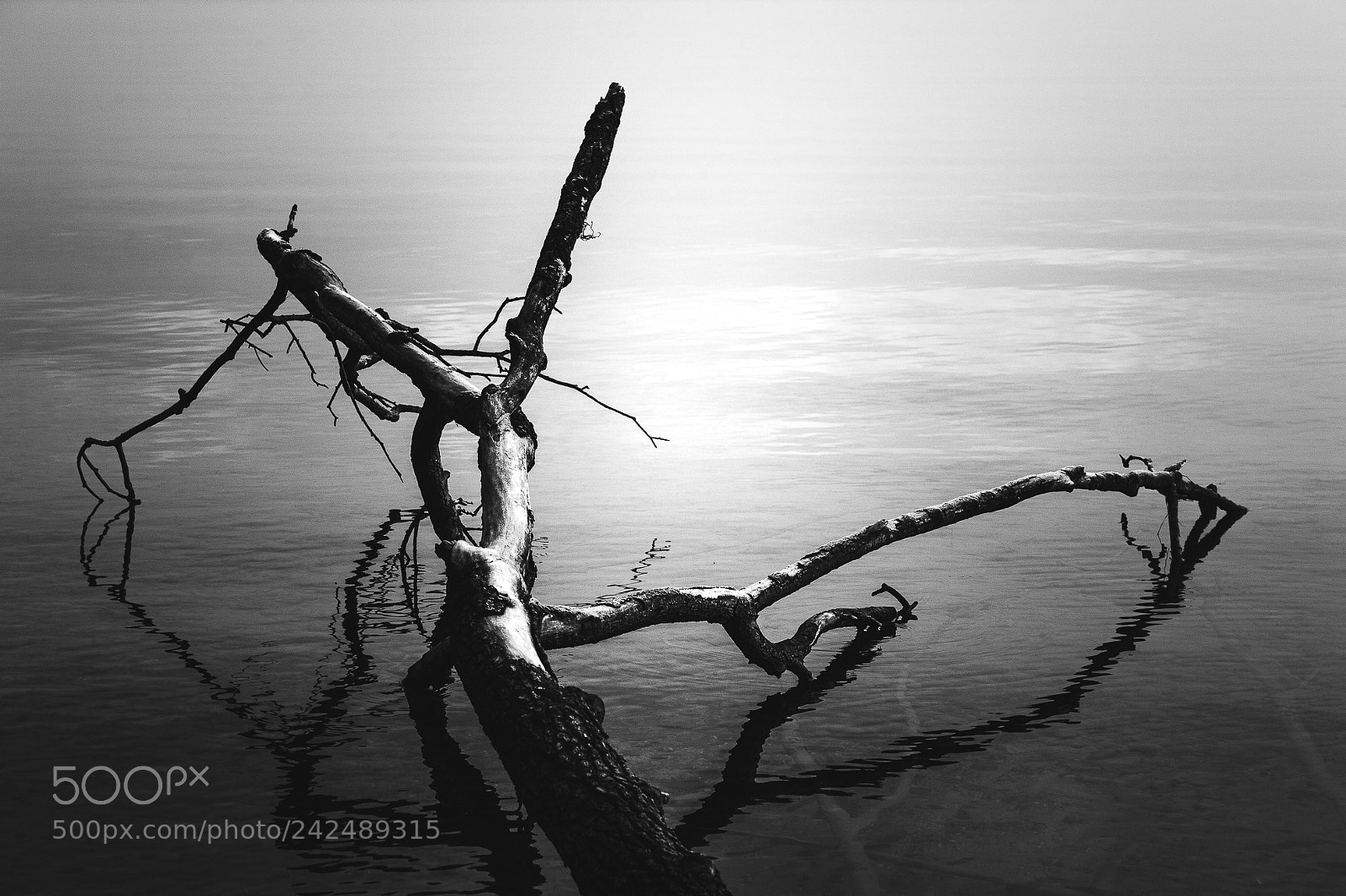 Nikon D4 sample photo. Lake constance photography