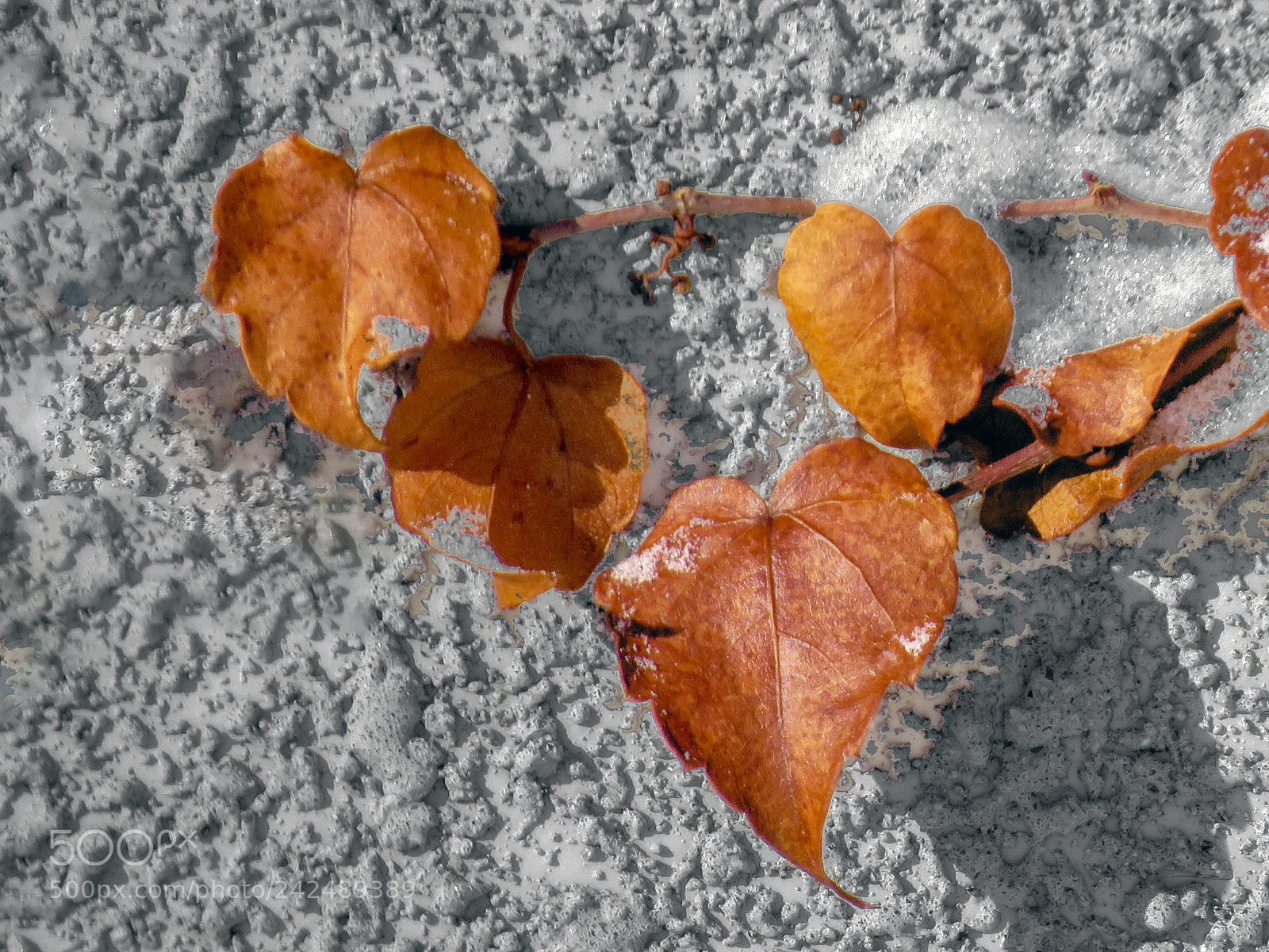Canon PowerShot SX50 HS sample photo. Ivy in winter photography