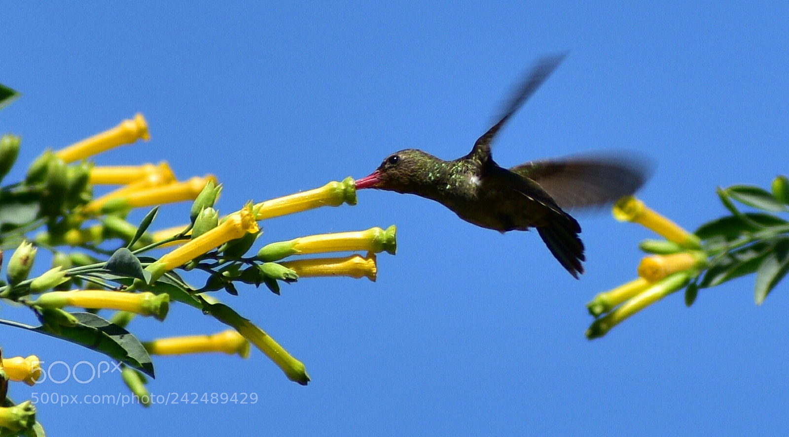 Nikon D5600 sample photo. Neighbor's hummingbird  photography