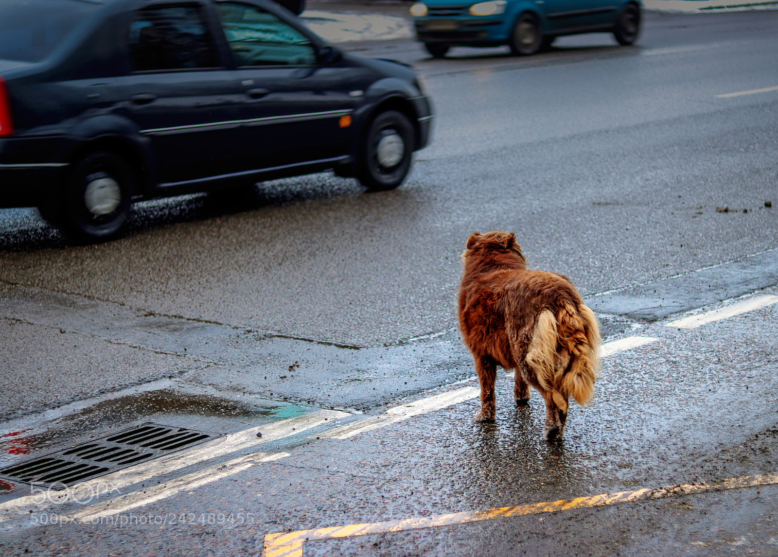Canon EOS 200D (EOS Rebel SL2 / EOS Kiss X9) sample photo. Waiting dog. photography