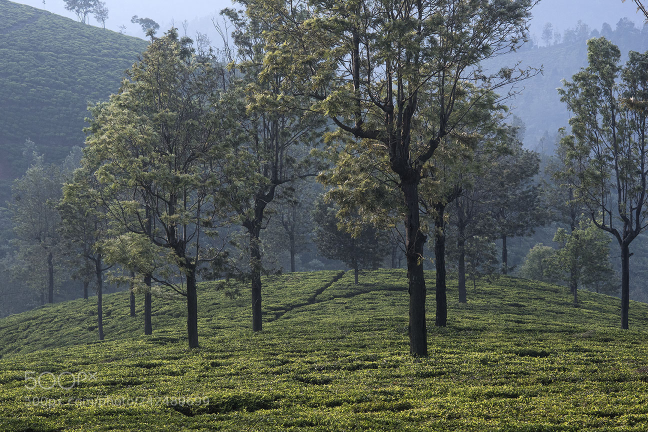Nikon D810 sample photo. Tea garden photography