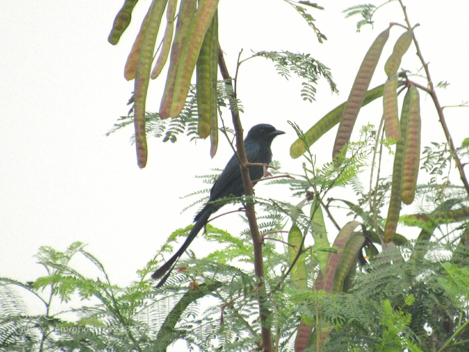 Canon PowerShot SX520 HS sample photo. Cuckoo photography