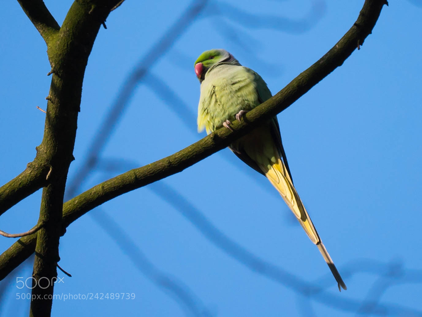 Sony a7S sample photo. Psittacula krameri - brussels photography