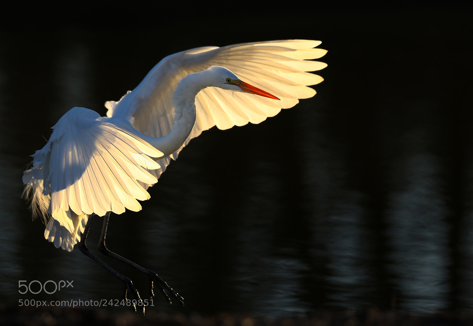 Canon EOS 7D Mark II sample photo. Backlit egret photography