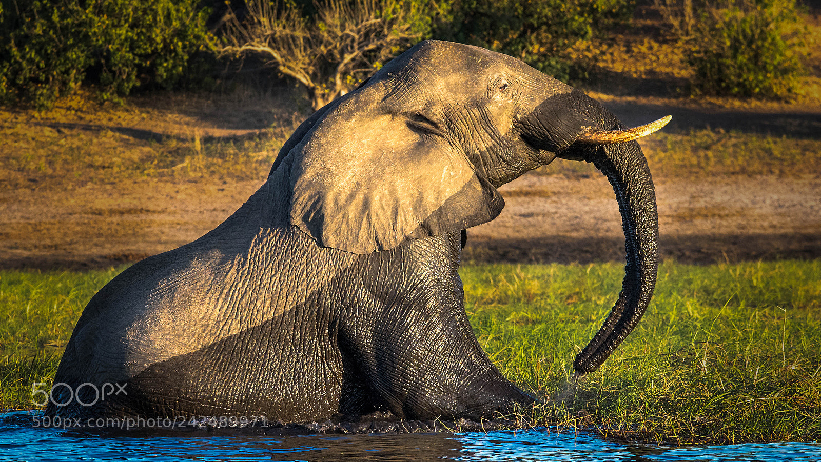 Pentax K-3 sample photo. Elephant photography