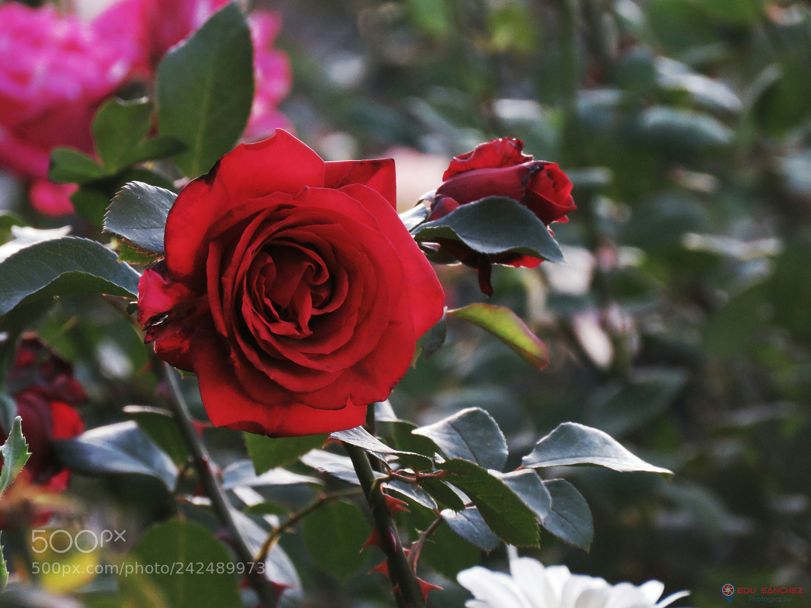 Canon PowerShot SX60 HS sample photo. Rosa photography