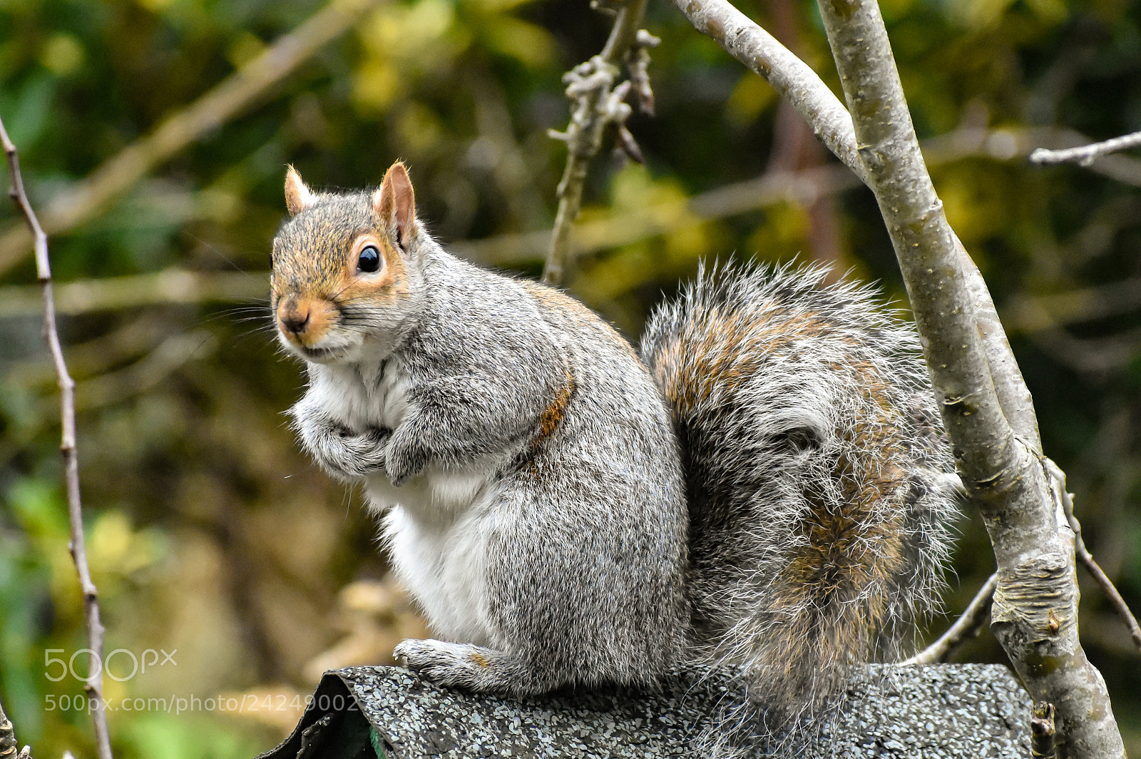 Nikon D3400 sample photo. Squirrelling squirrel photography