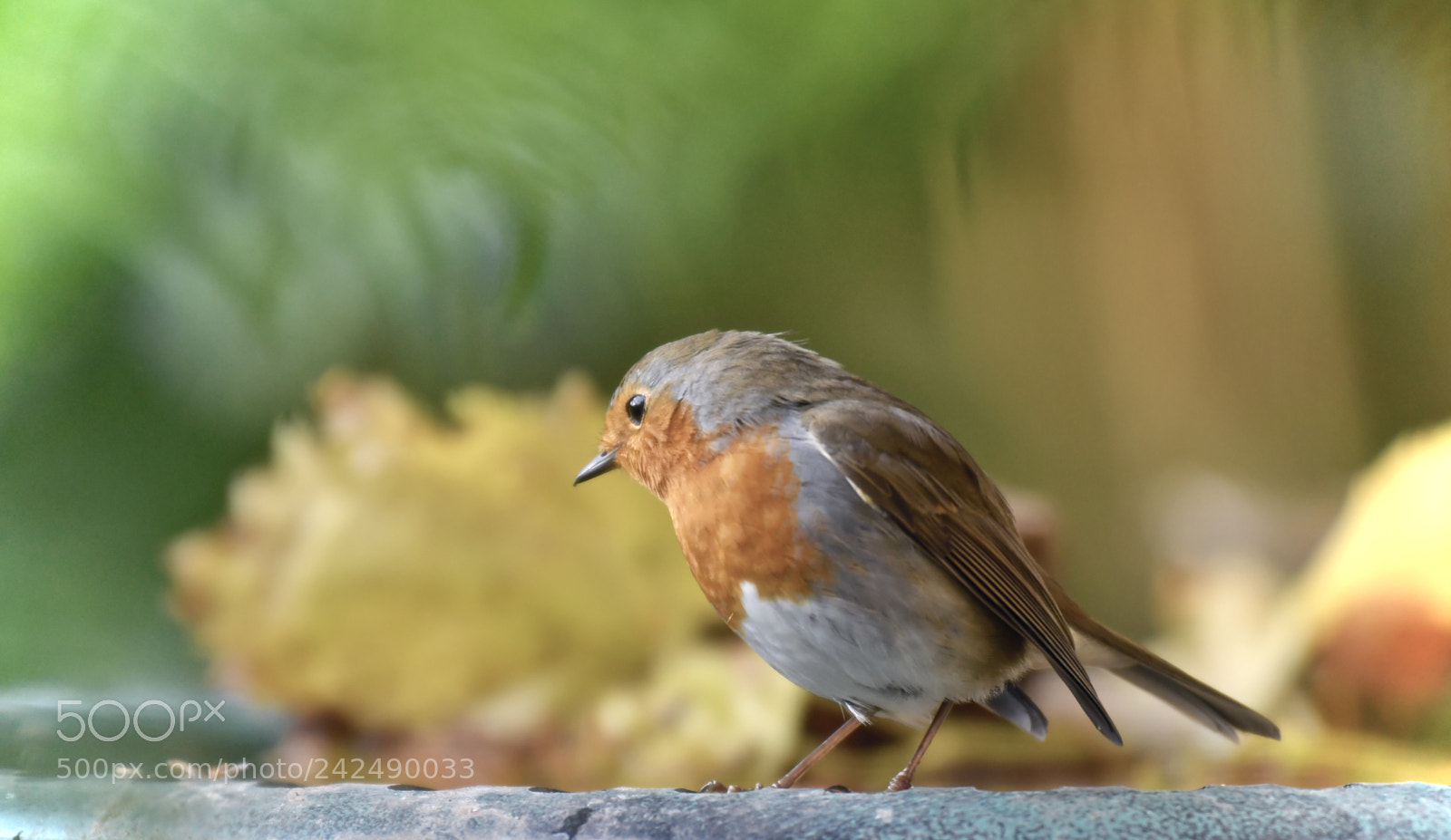 Nikon D500 sample photo. Robin et son costume. photography