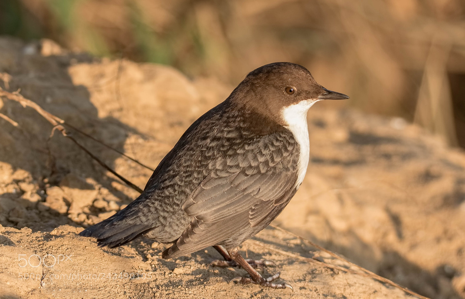 Canon EOS 7D Mark II sample photo. White throated dipper photography