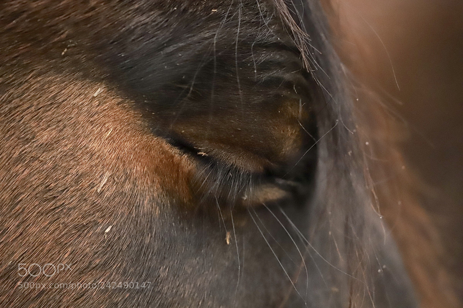Canon EOS 6D Mark II sample photo. Untitled photography