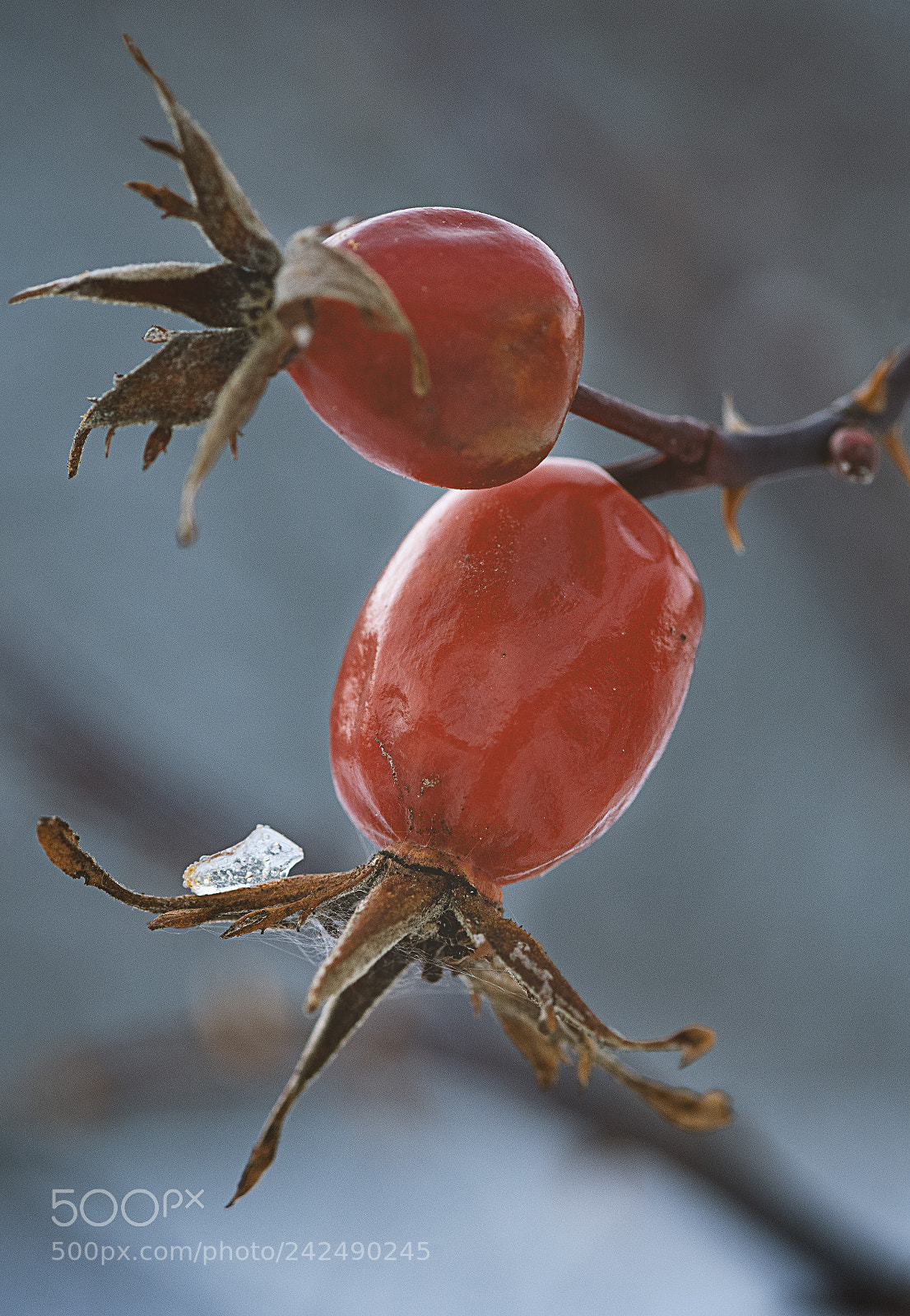Nikon D500 sample photo. Winter impression photography