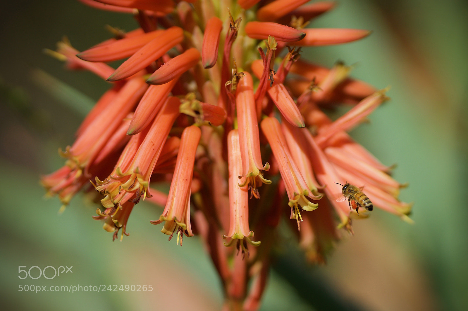 Sony a7 sample photo. Buzzy day photography