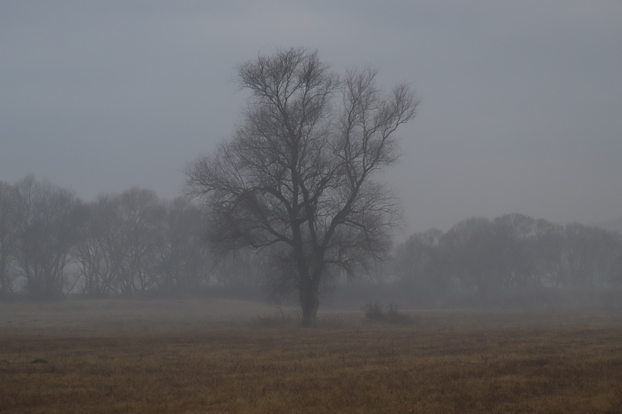 Canon EOS 6D Mark II sample photo. Untitled photography
