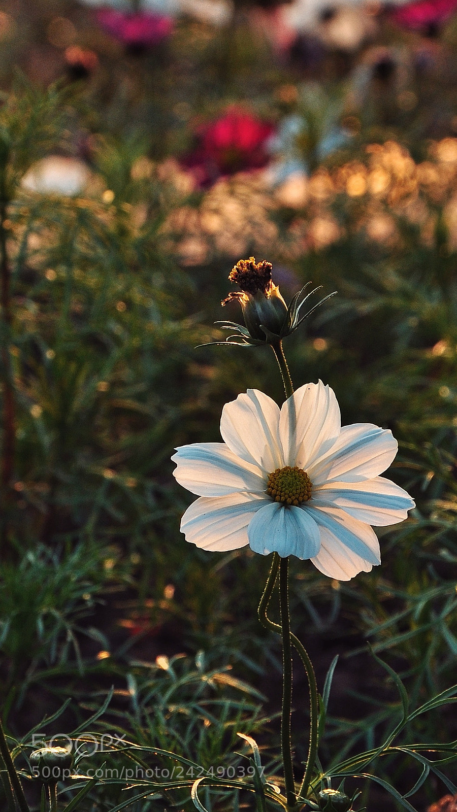 Nikon D90 sample photo. Untitled photography