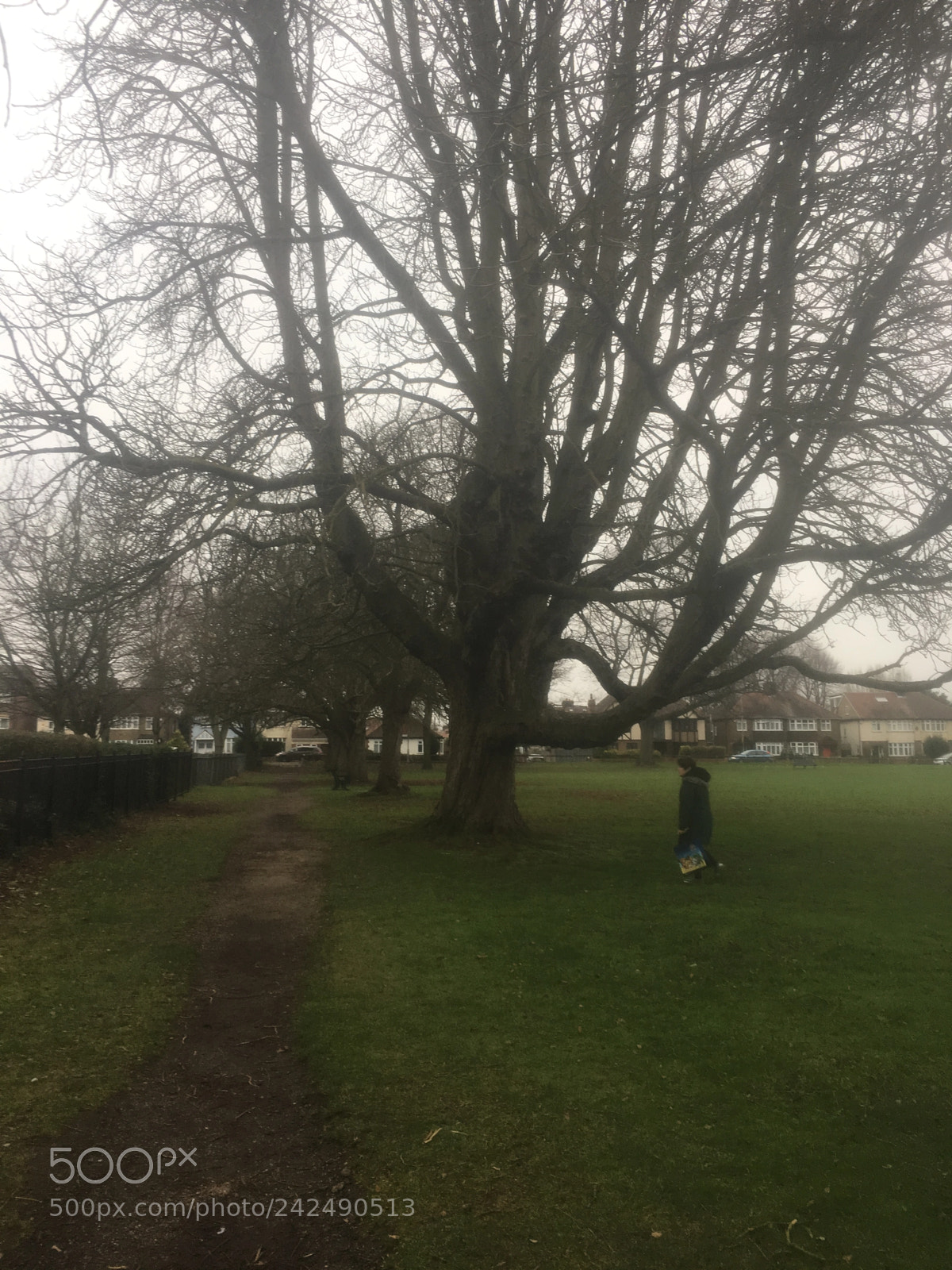 Apple iPhone 6s Plus sample photo. The old oak tree photography