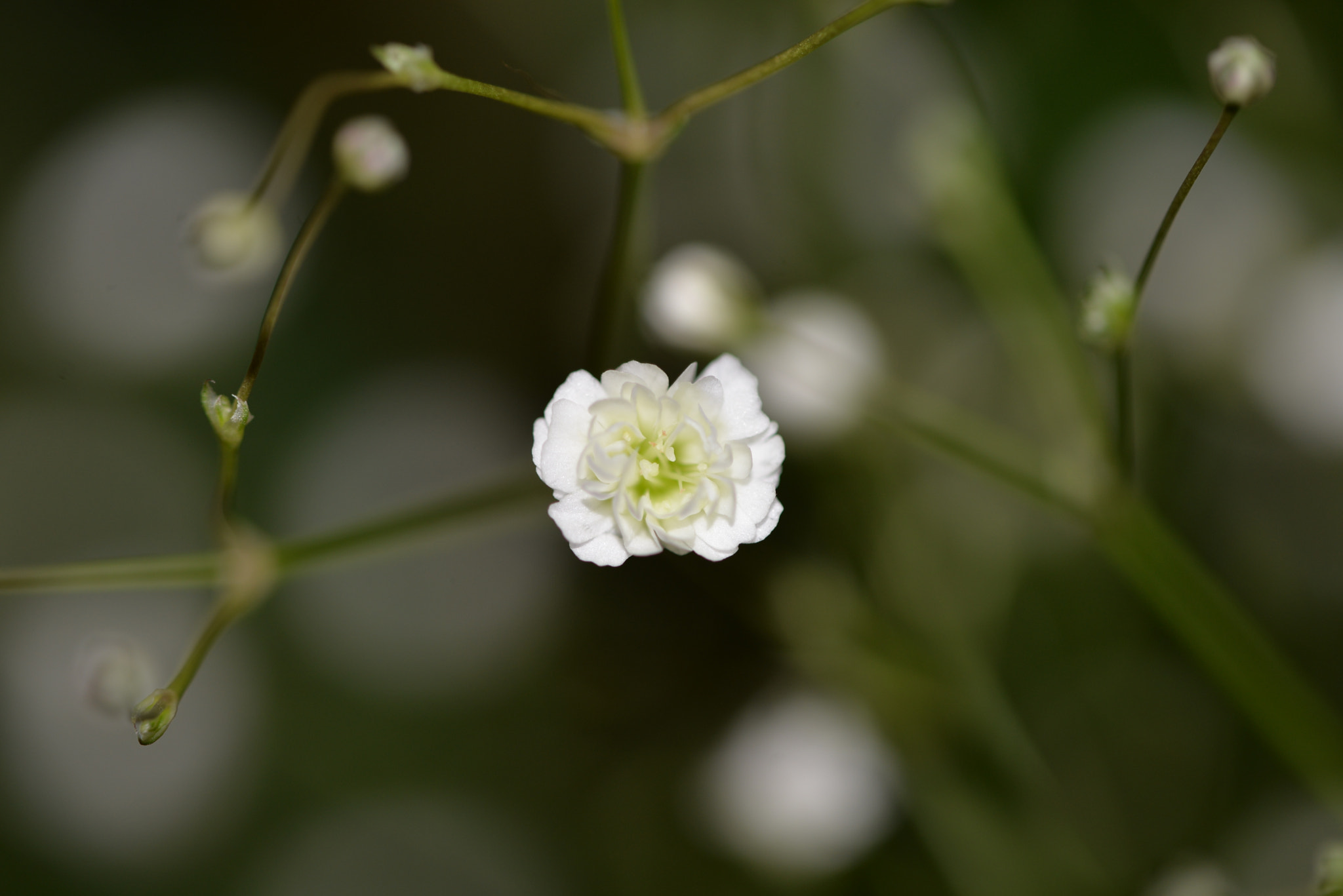 Sigma 105mm F2.8 EX DG OS HSM sample photo