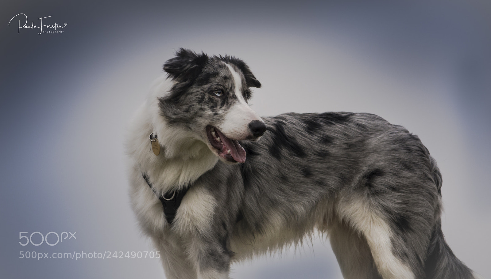 Nikon D7200 sample photo. Blue boy harry photography