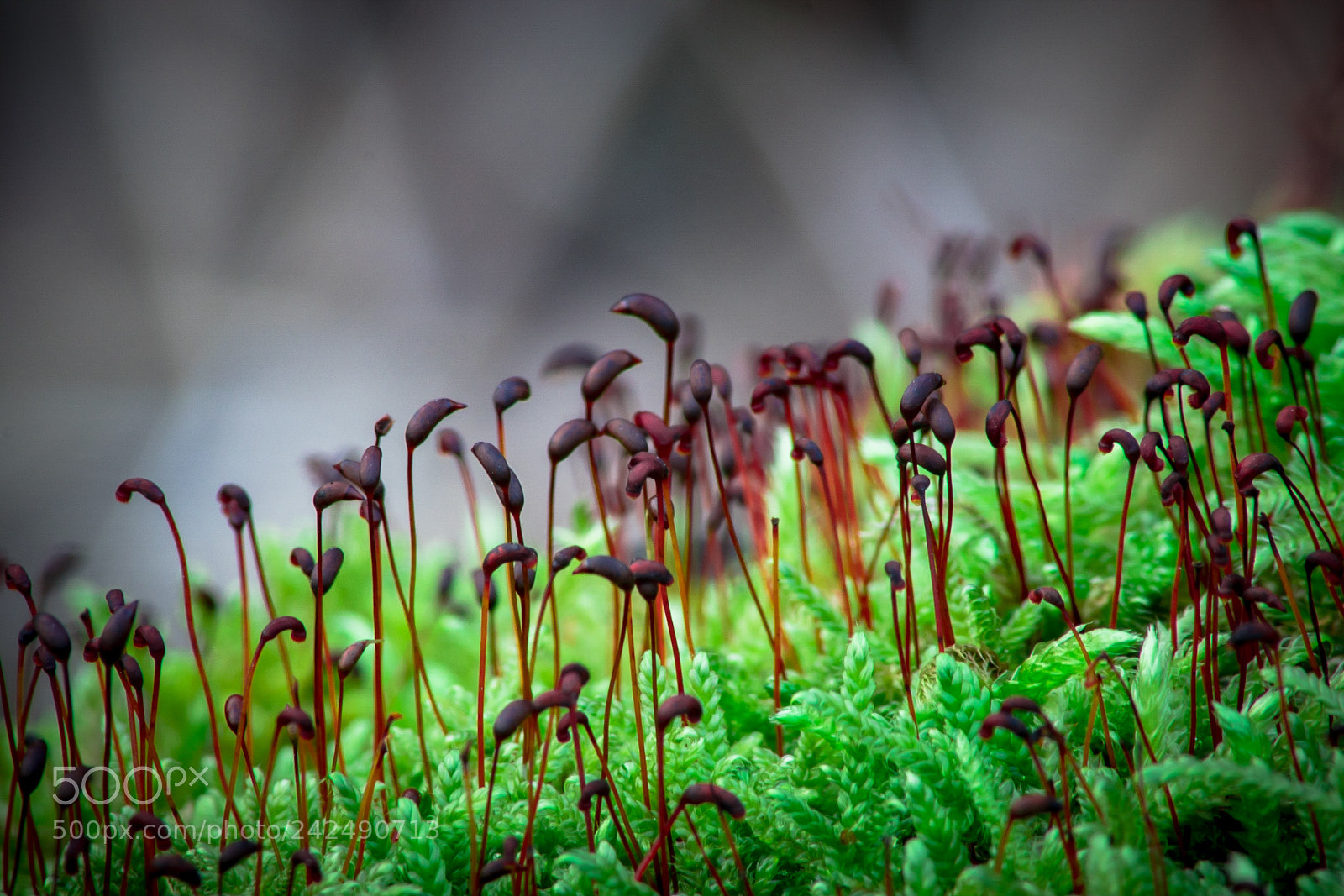 Sony SLT-A68 sample photo. In the forest. photography