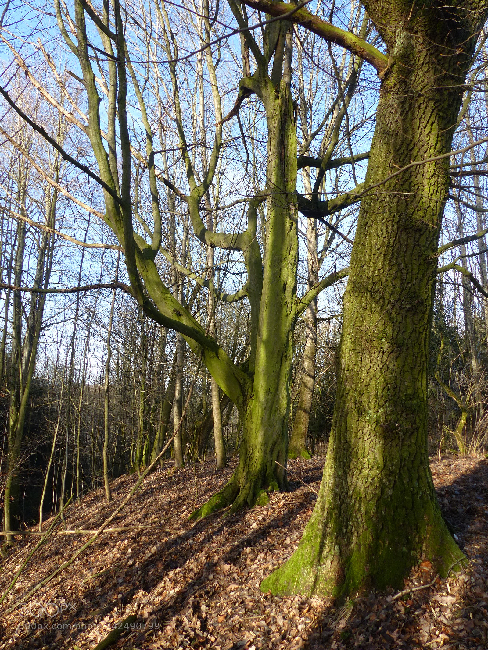 Panasonic Lumix DMC-FZ200 sample photo. Sunny trees photography