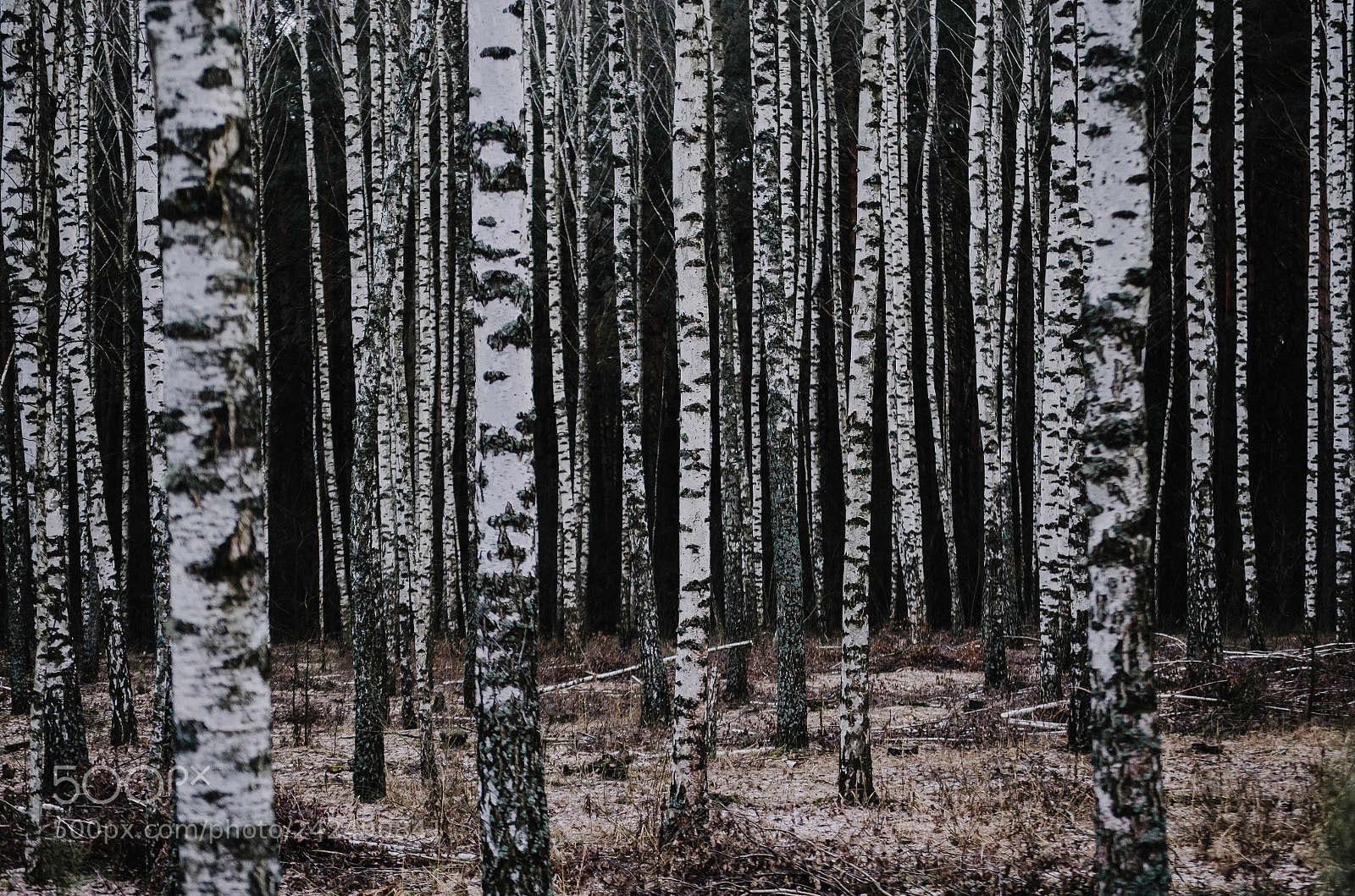 Nikon D5100 sample photo. Birch grove photography
