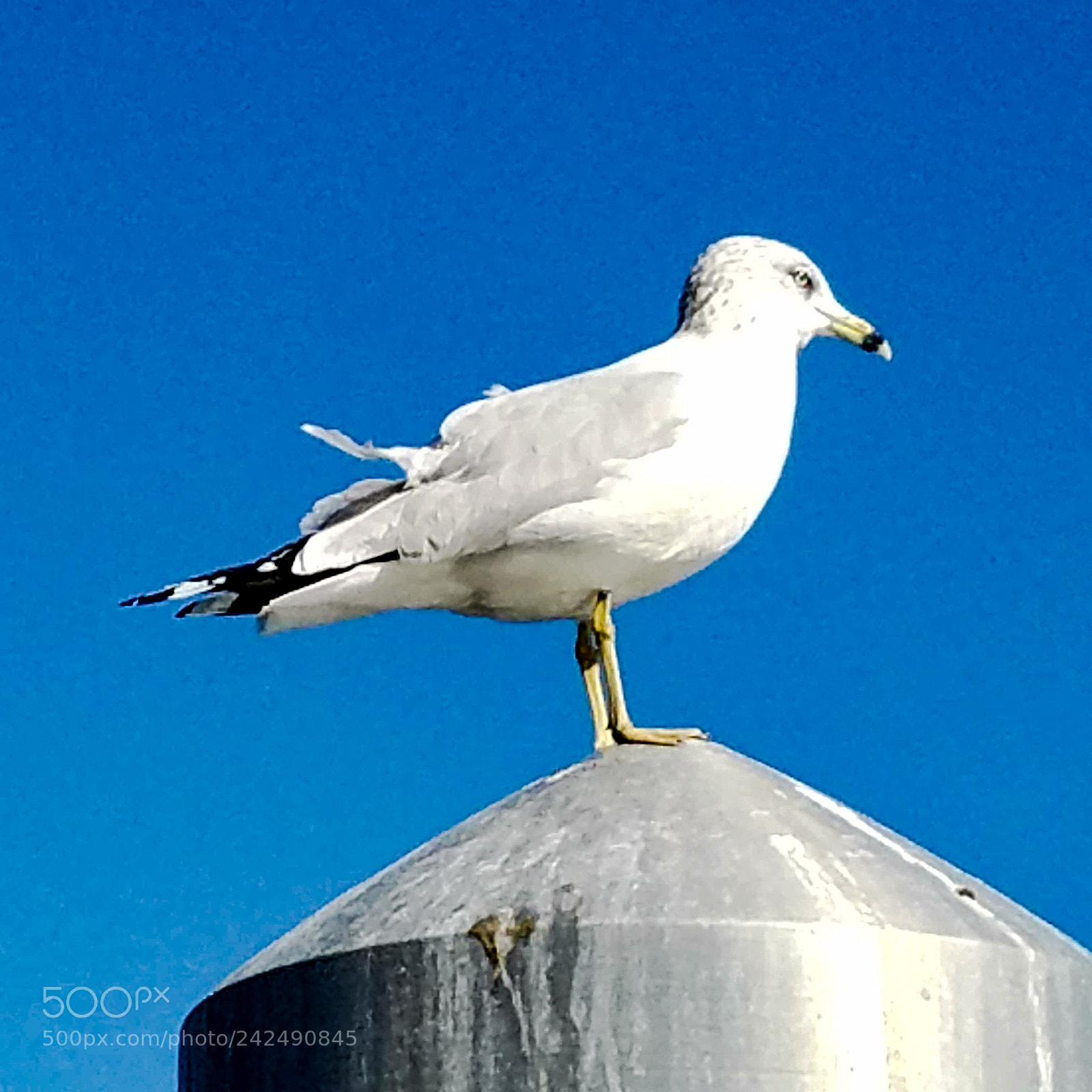 Samsung Galaxy S7 sample photo. Sea bird photography