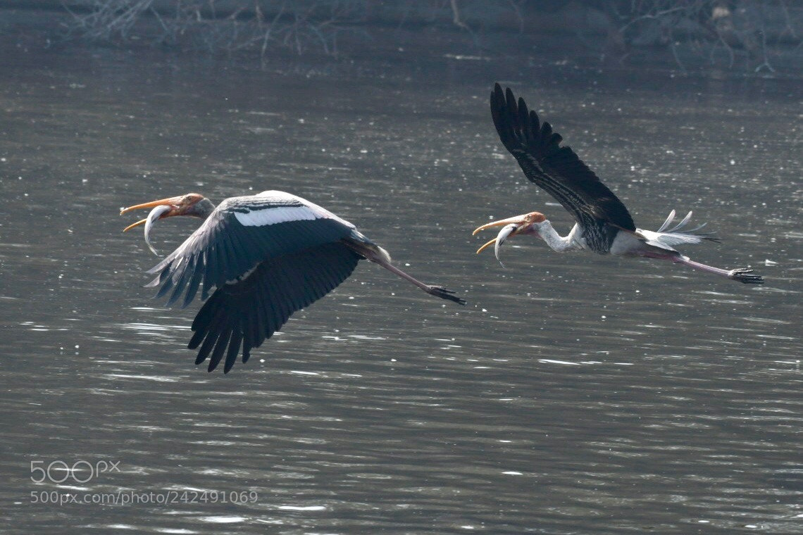 Nikon D500 sample photo. Fish and pleasure photography