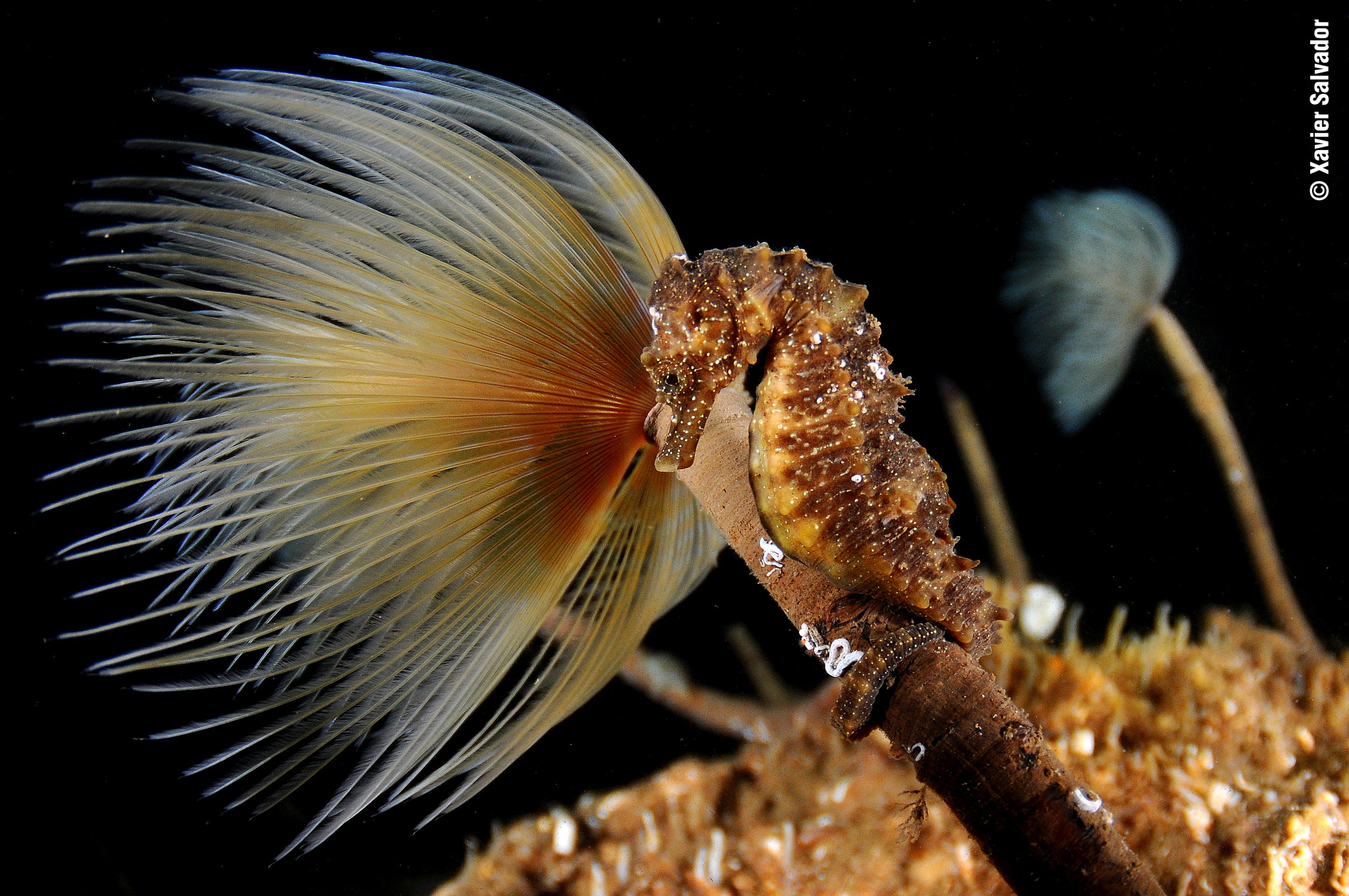Nikon D90 sample photo. Seahorse with umbrella photography