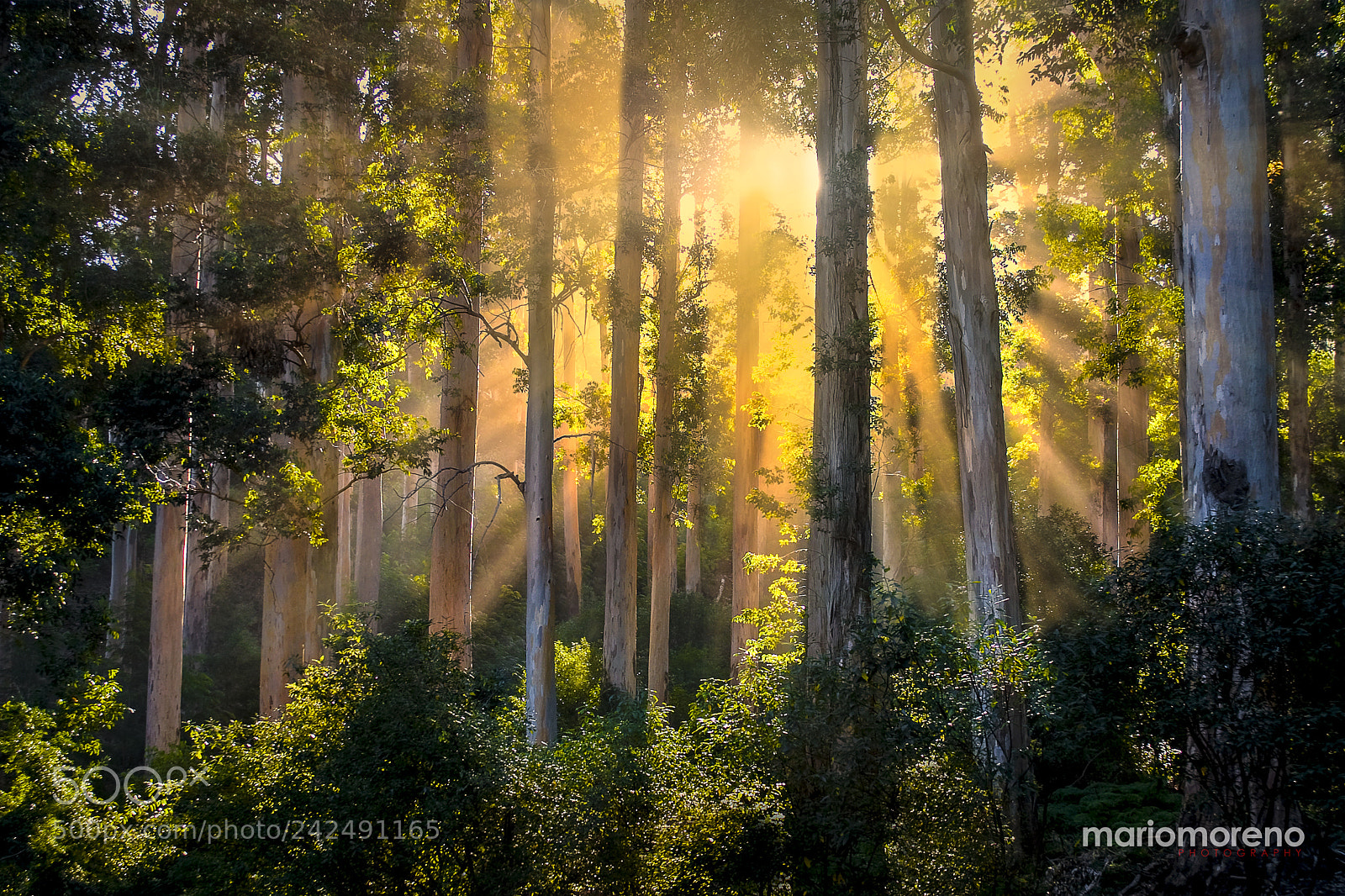 Canon EOS 10D sample photo. Light in the forest photography