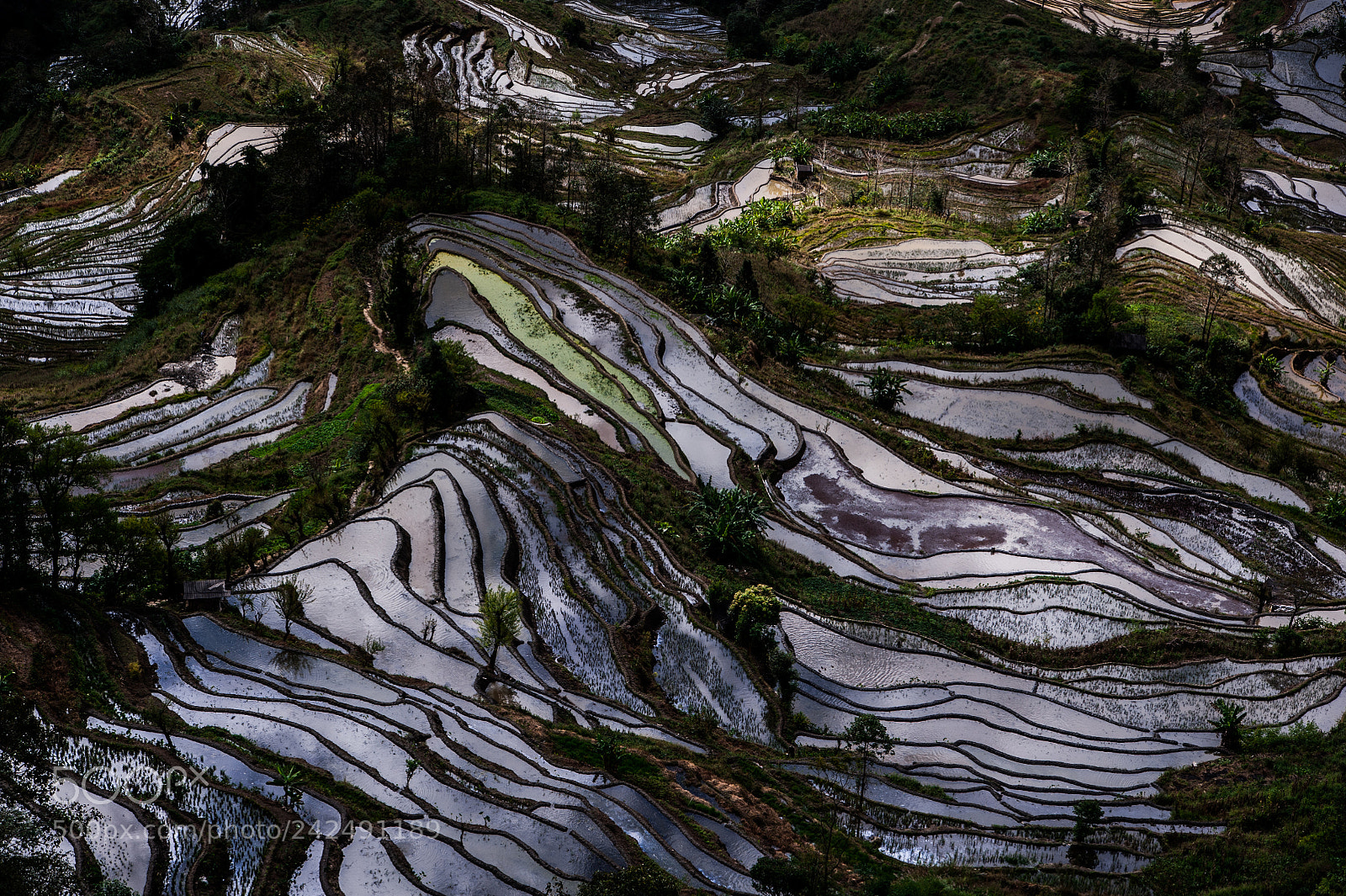 Nikon D700 sample photo. Rice terraces in xinjie photography