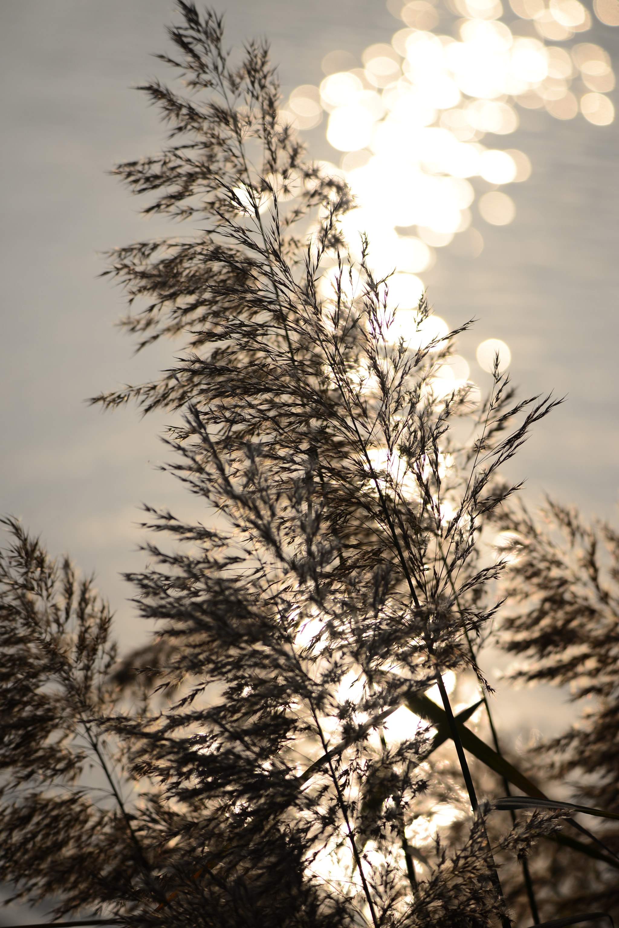 Nikon D610 sample photo. Golden bath photography