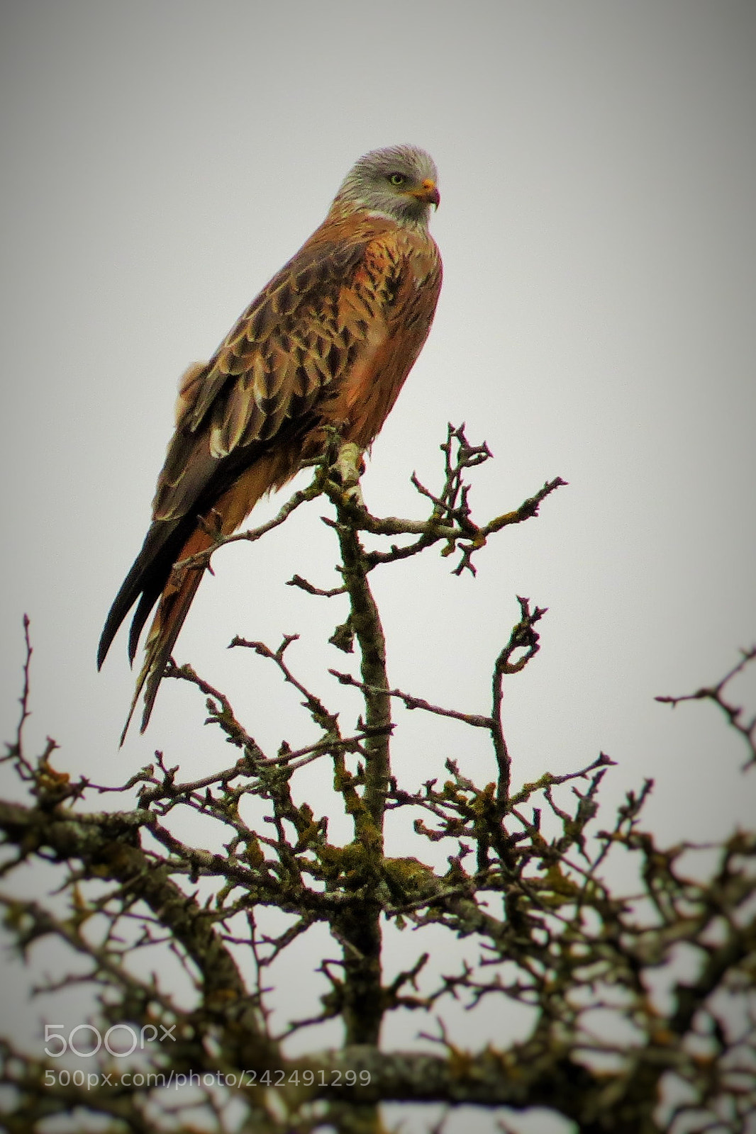 Canon PowerShot SX50 HS sample photo. Sitting red kite () photography