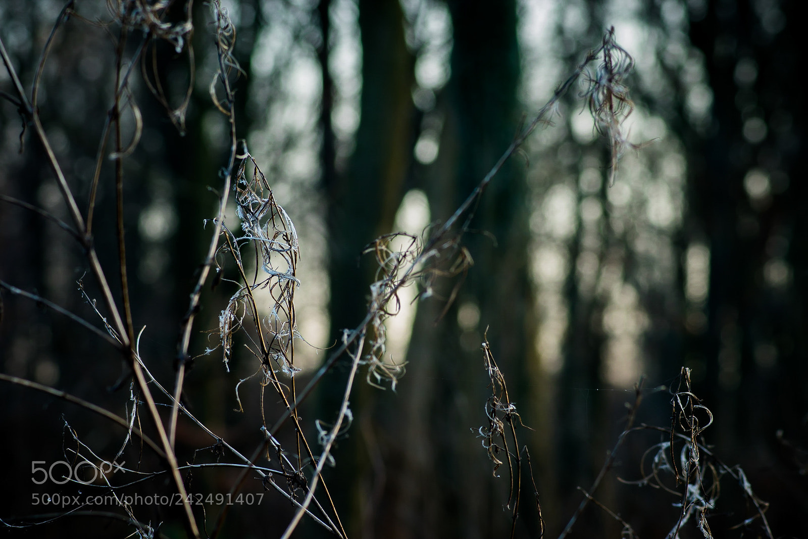 Sony SLT-A68 sample photo. In the forest 4 photography
