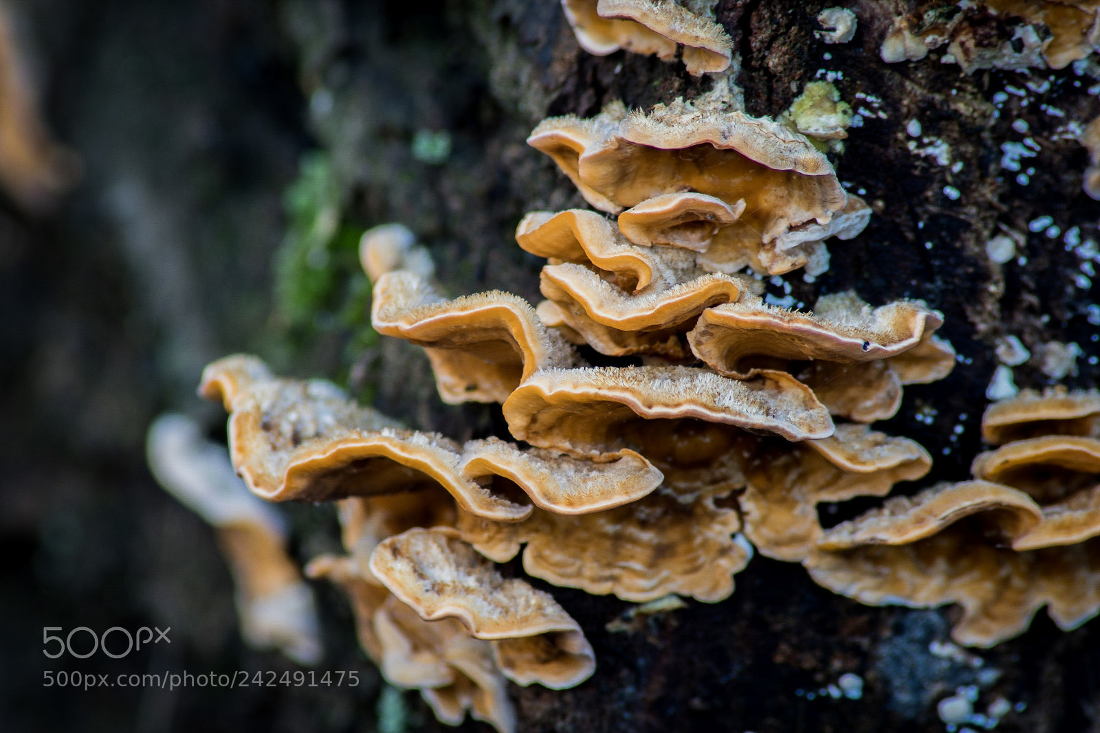 Sony SLT-A68 sample photo. Mushrooms photography