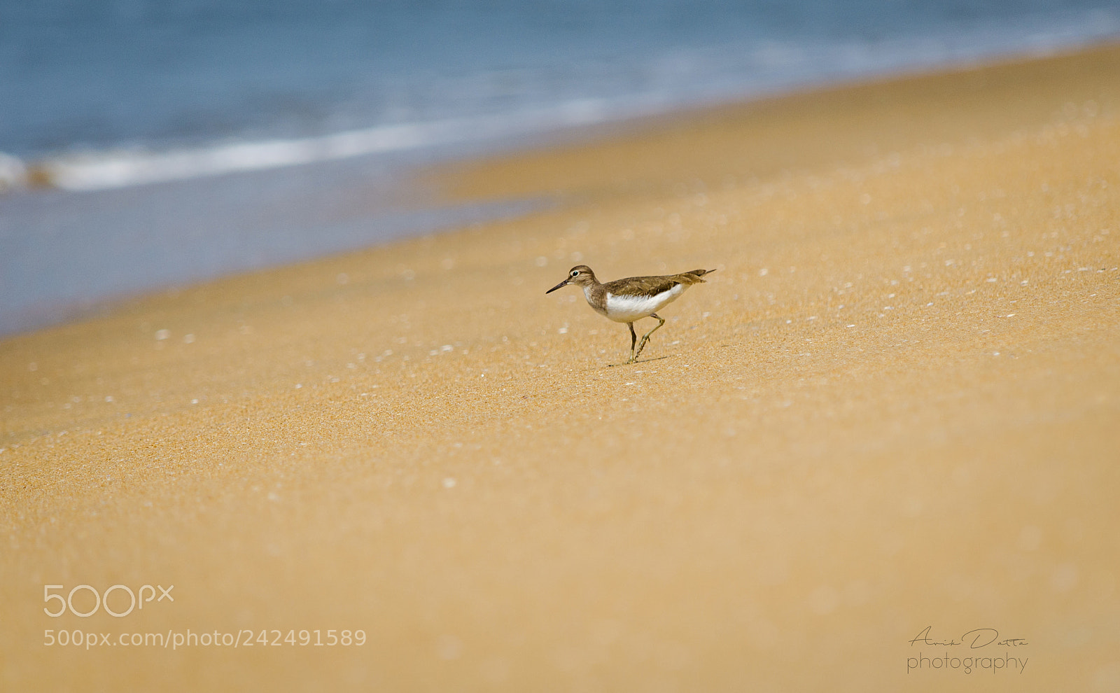 Nikon D5100 sample photo. Alone in the beach photography