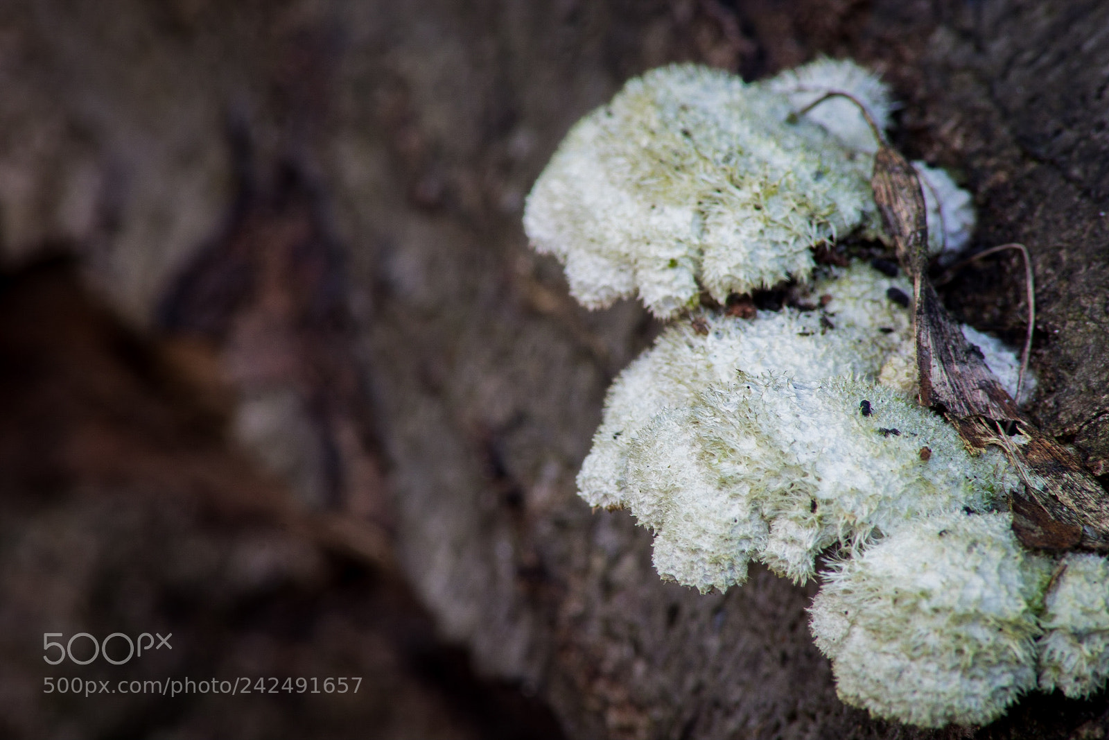 Sony SLT-A68 sample photo. Mushrooms 2 photography
