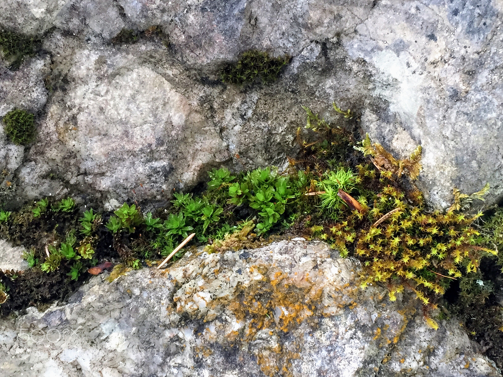 Apple iPhone 6 sample photo. Untitled photography