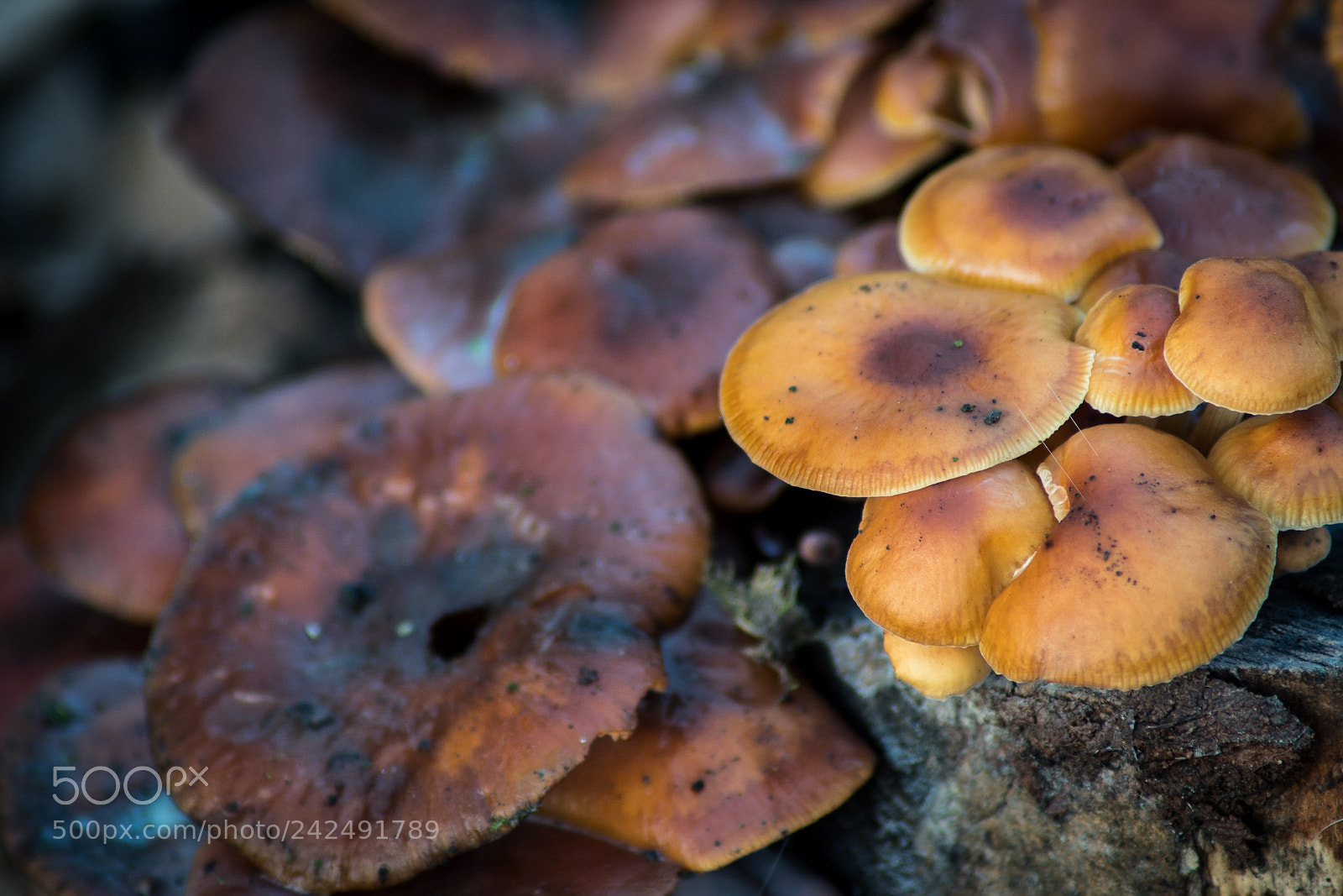 Sony SLT-A68 sample photo. Mushrooms 3 photography