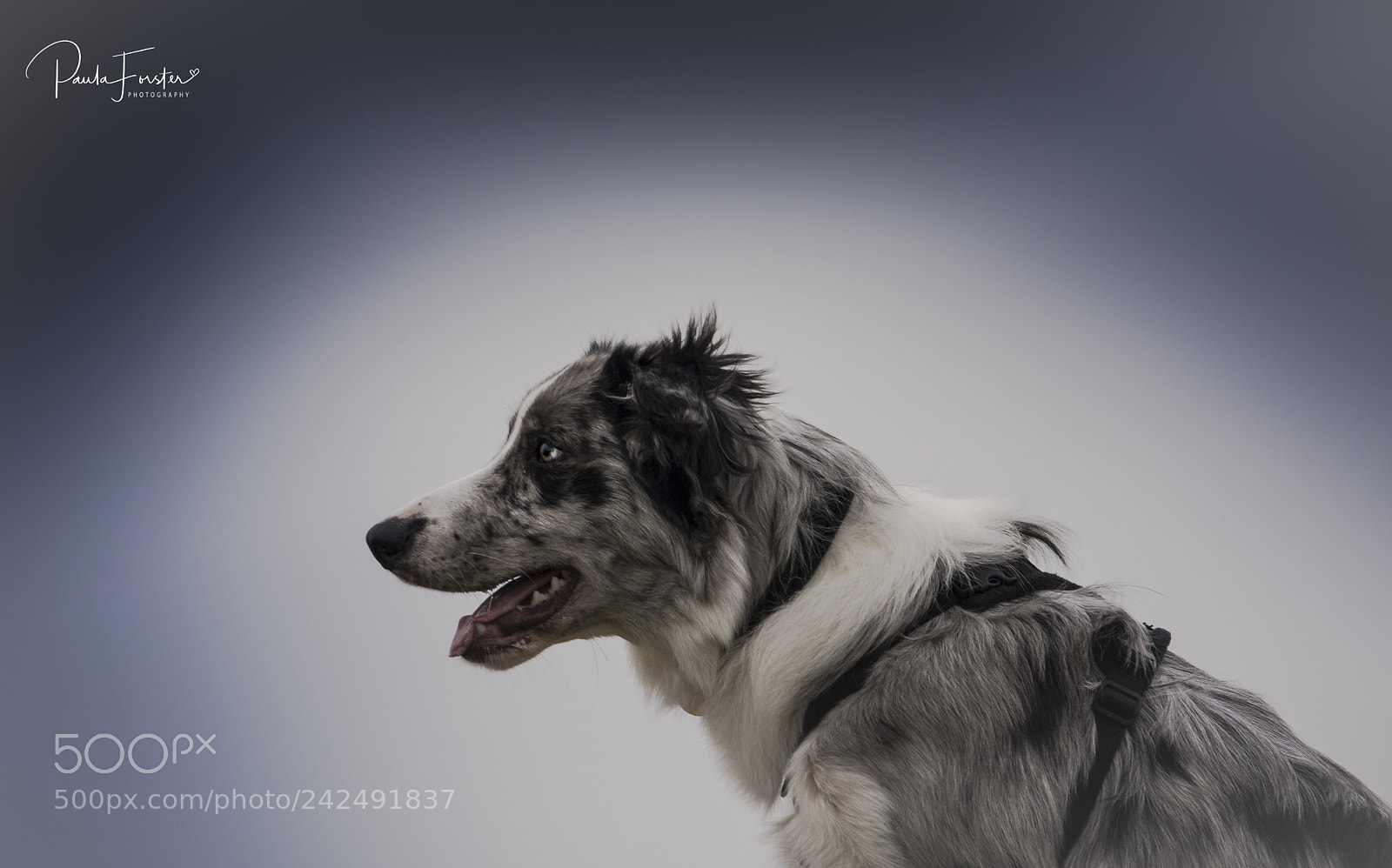 Nikon D7200 sample photo. Harry's debut photography