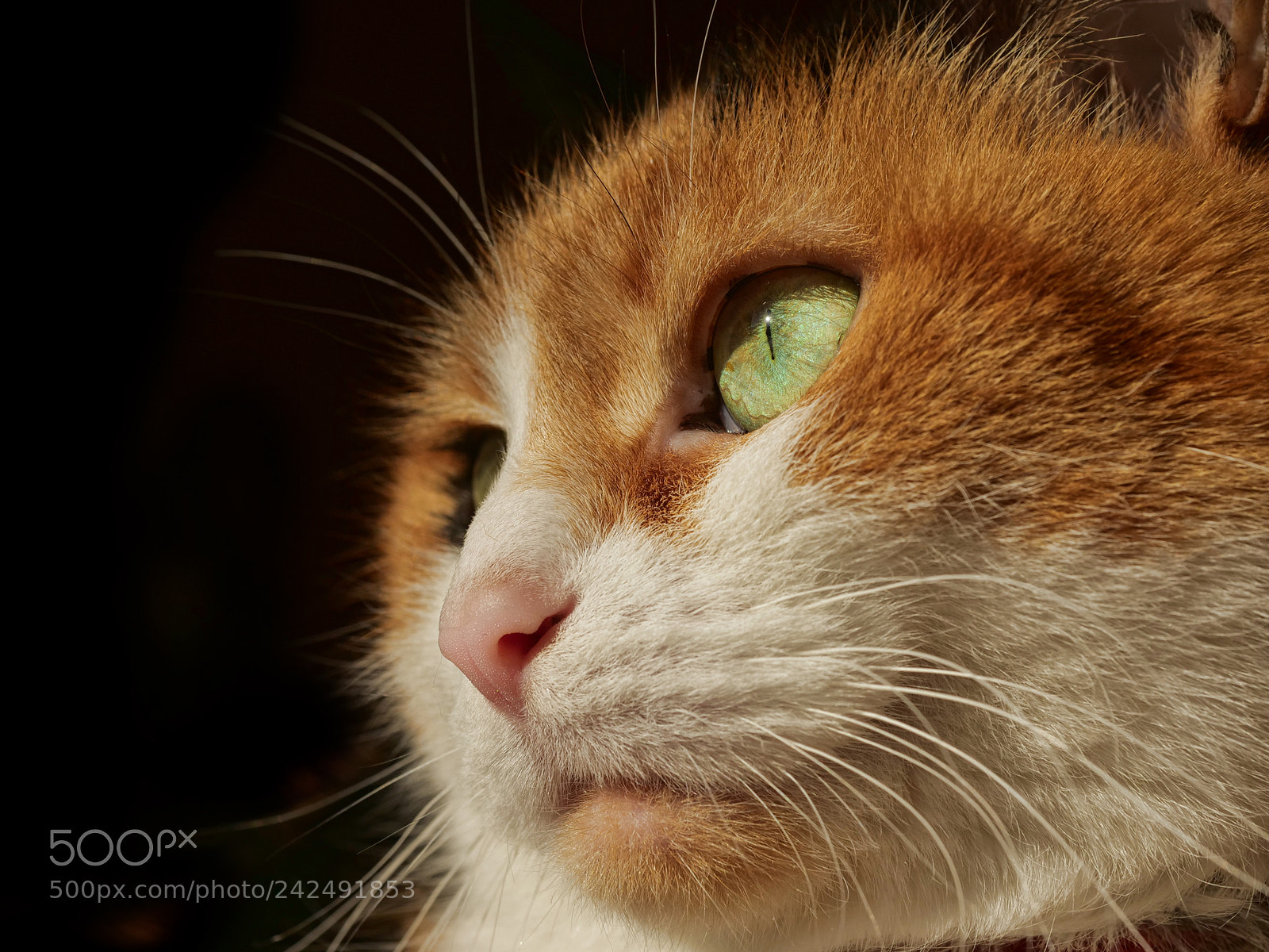 Panasonic Lumix DC-G9 sample photo. Ella photography