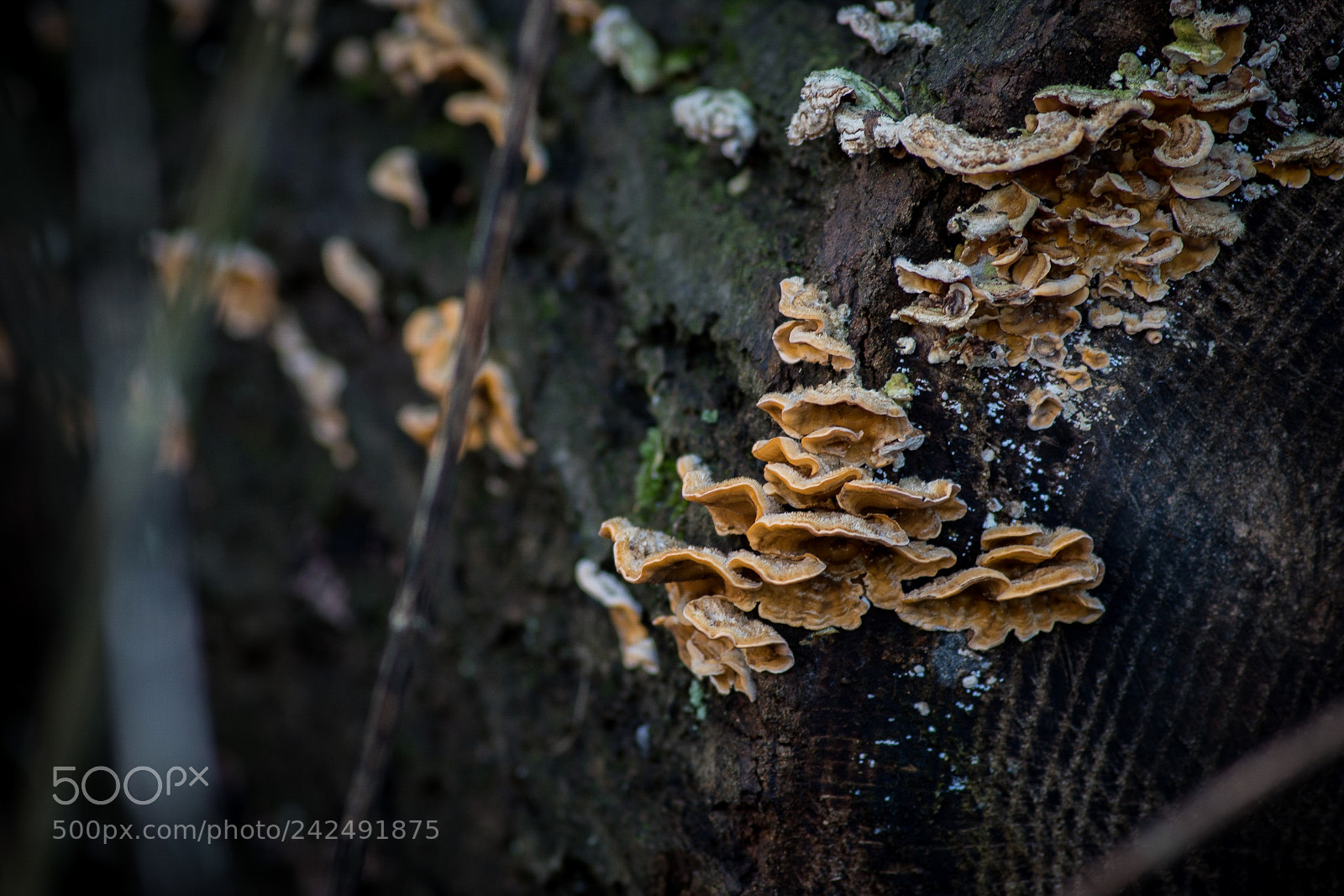Sony SLT-A68 sample photo. Mushrooms 5 photography