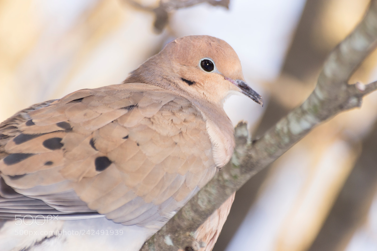 Canon EOS 100D (EOS Rebel SL1 / EOS Kiss X7) sample photo. American mourning dove photography