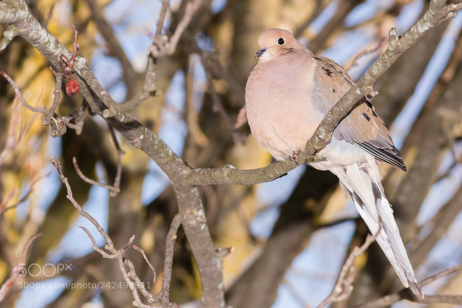 Canon EOS 100D (EOS Rebel SL1 / EOS Kiss X7) sample photo. American mourning dove photography