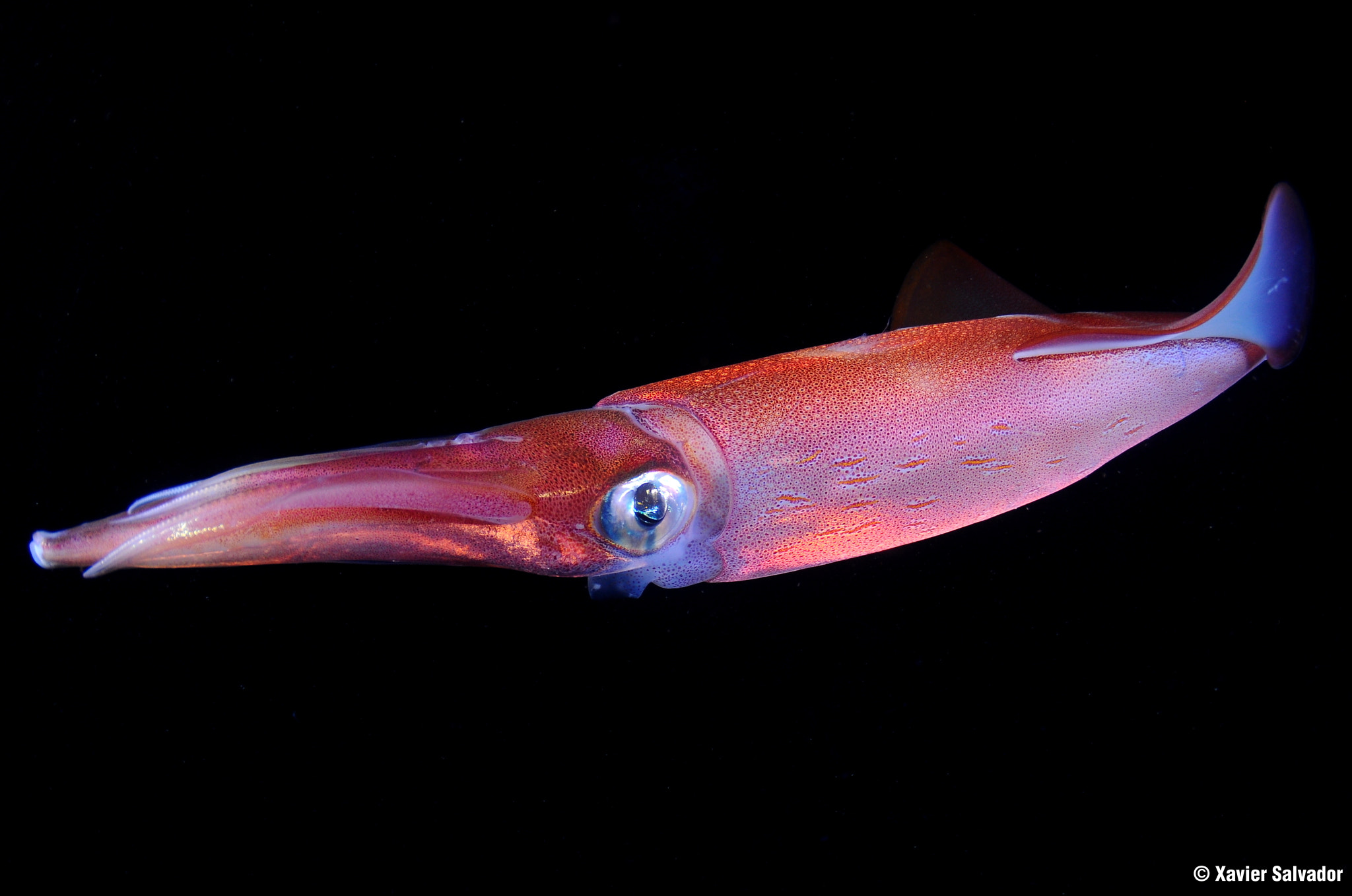 Nikon D90 sample photo. Squid (loligo forbesi) photography