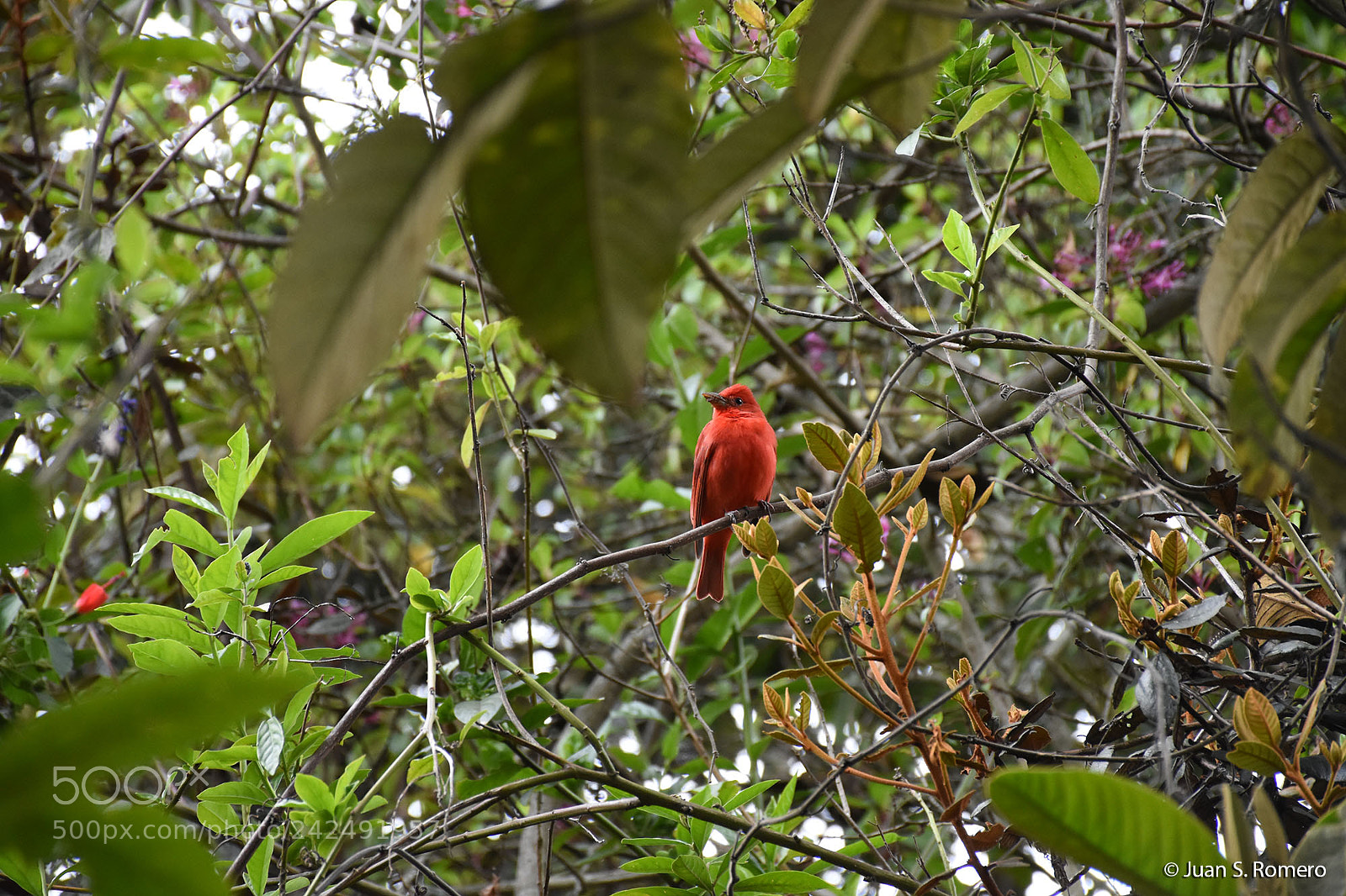 Nikon D7200 sample photo. Jsr_1625_02.jpg photography