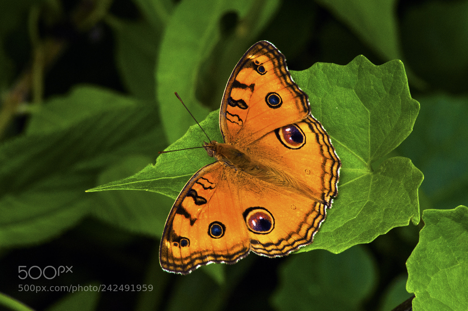 Nikon D90 sample photo. Junonia almana almana photography