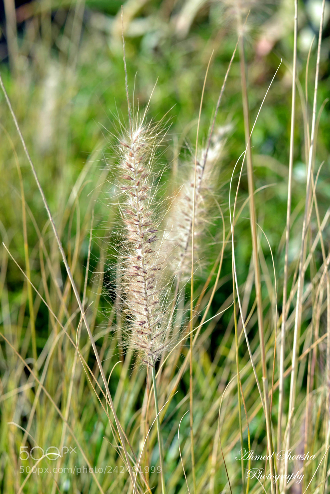 Nikon D3100 sample photo. Le derniere danse photography