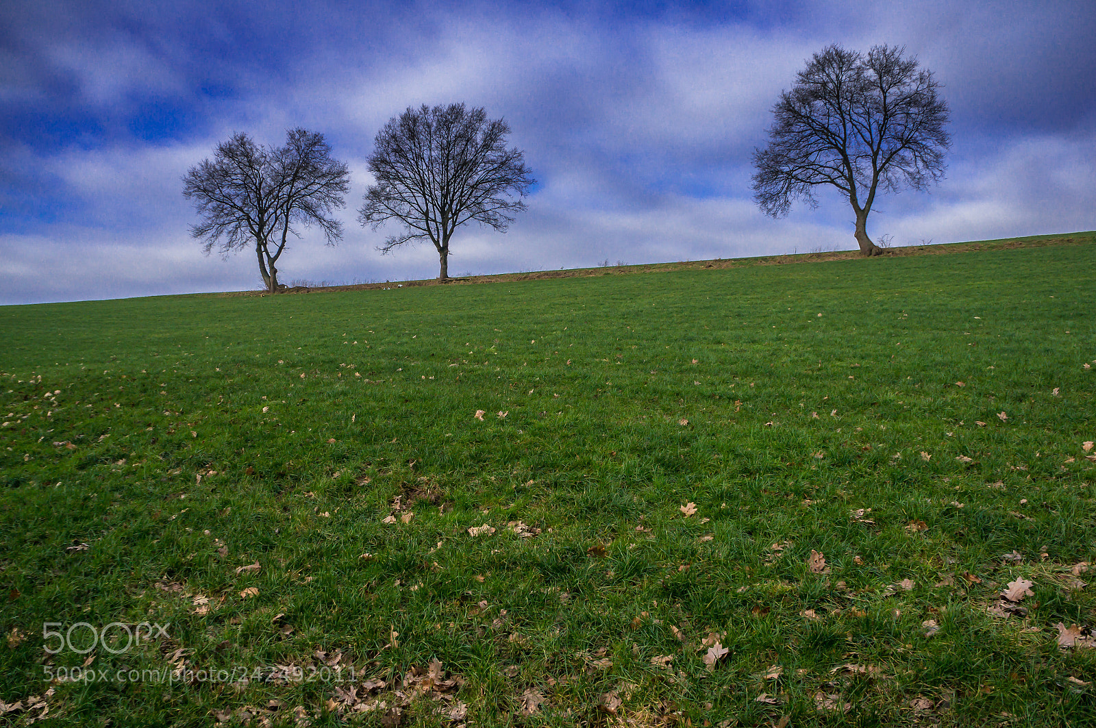 Sony Alpha NEX-6 sample photo. Three trees photography