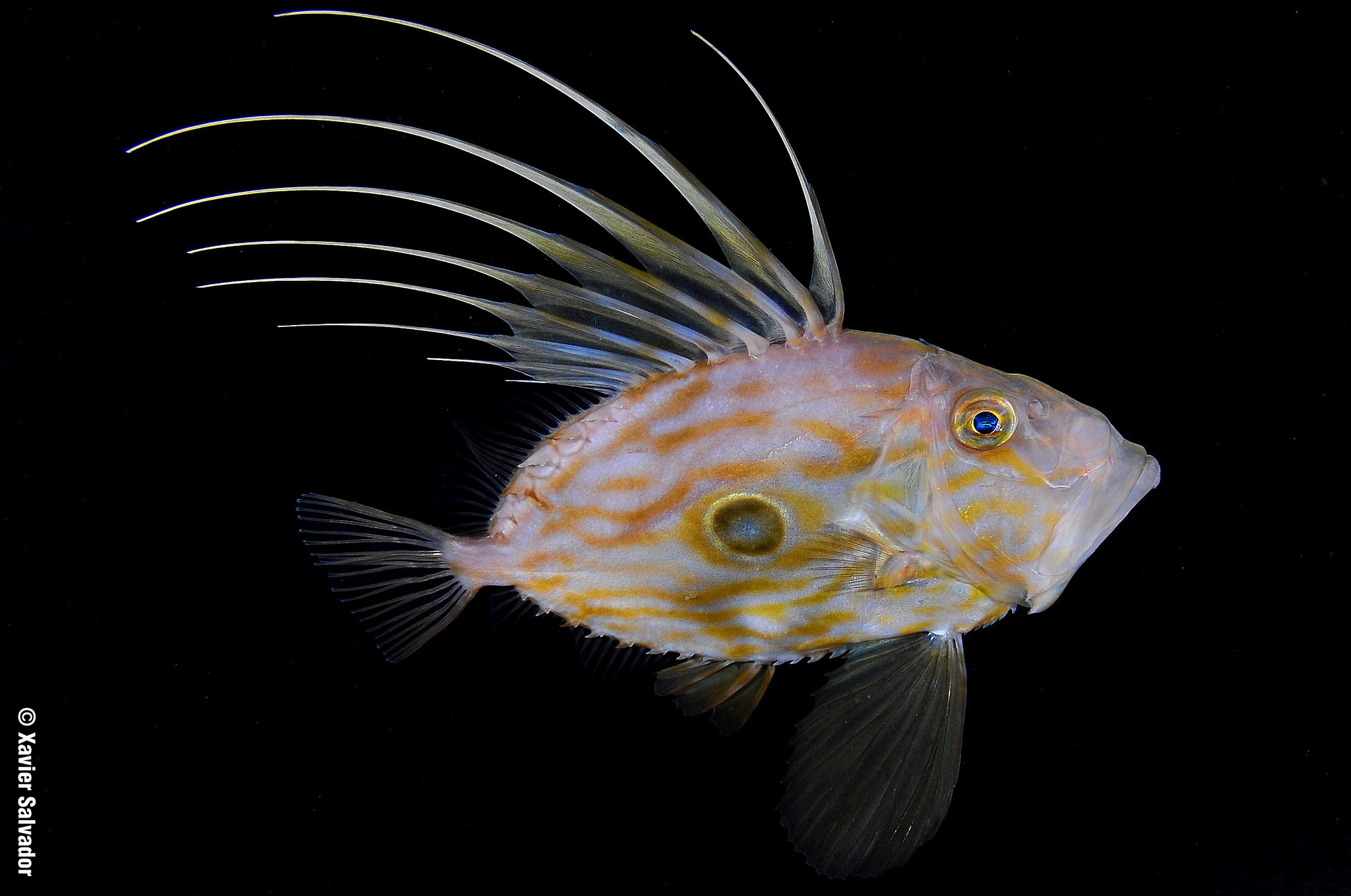 Nikon D90 sample photo. John dory fish (zeus faber) photography