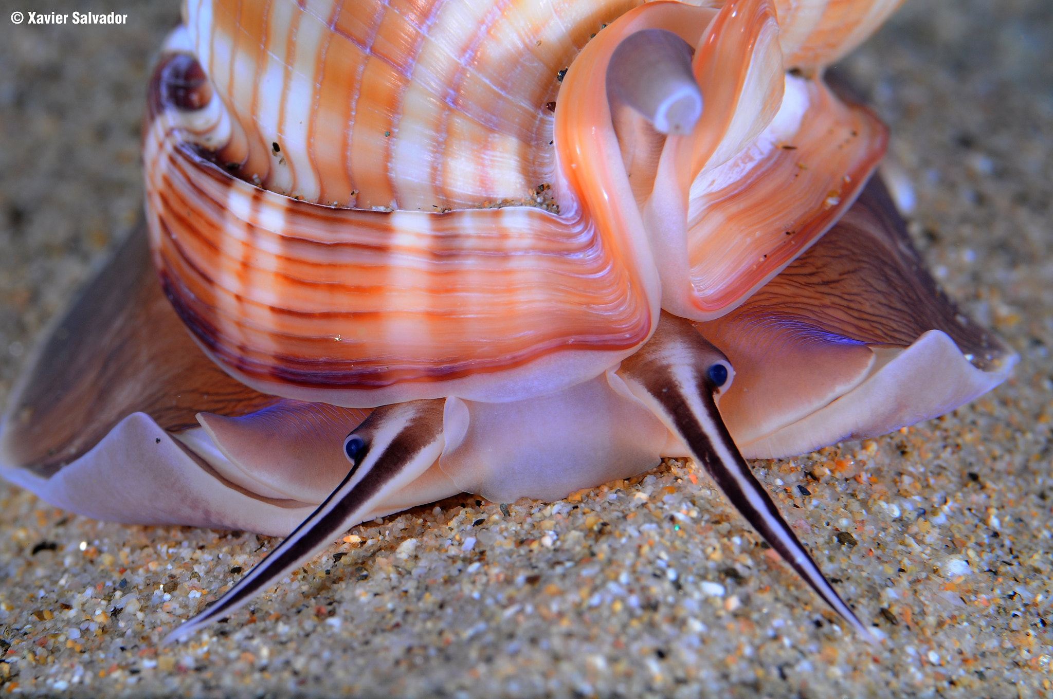 Sigma 105mm F2.8 EX DG Macro sample photo. Crossing the sand (semicassis undulata) photography